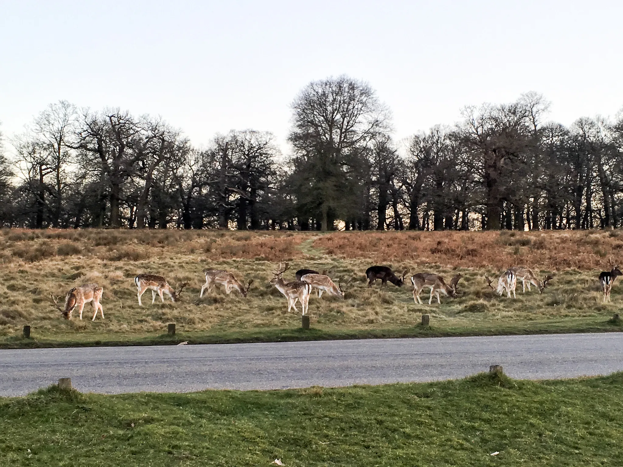 A group of deer in Richmond Park, London