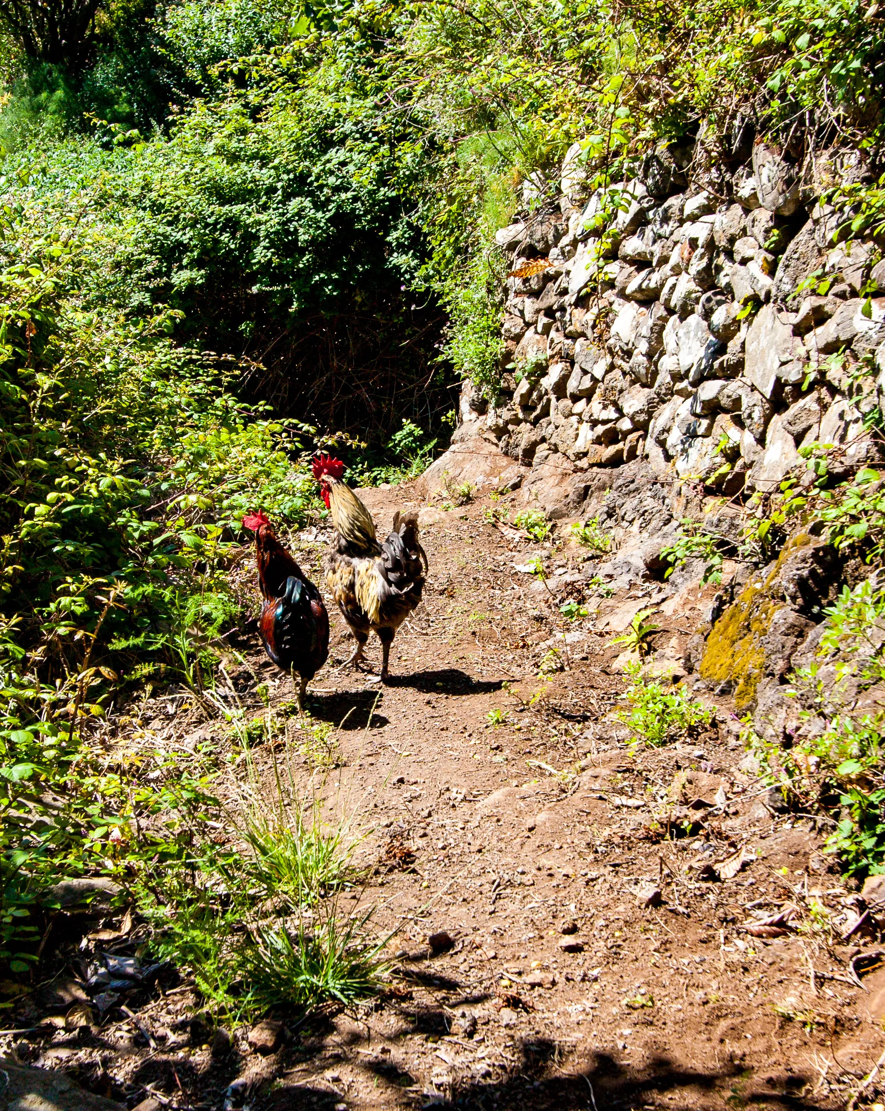 Some roosters on the route ;-)