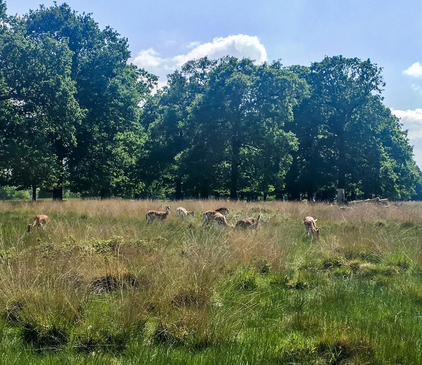 Deer in Richmond Park, London, UK