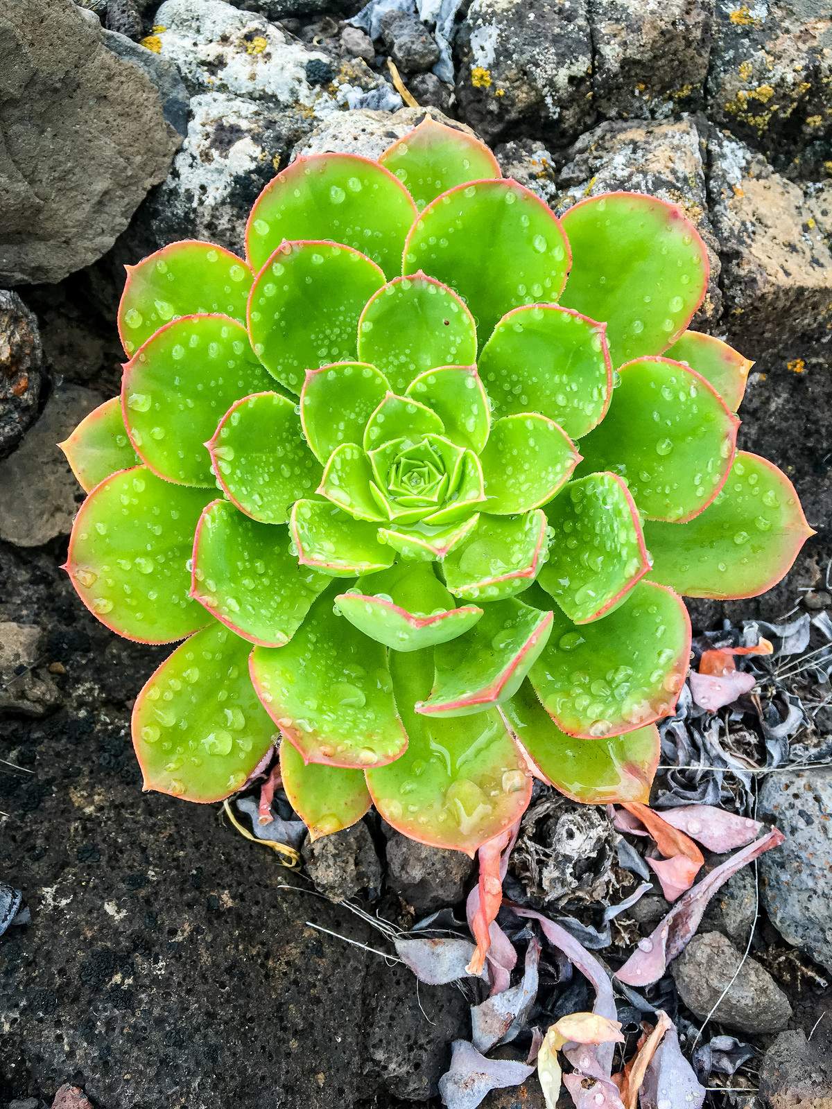 A geometric shape plant, covered with dew drops