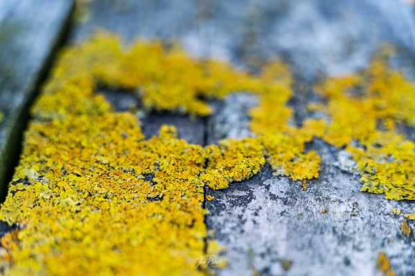 Photo from Dorset and Dartmoor album