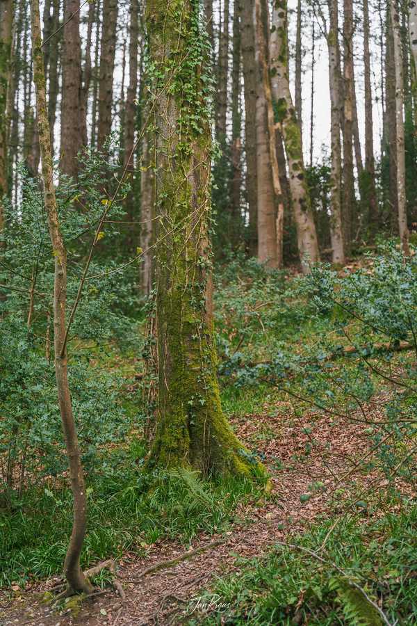 Photo from Dorset and Dartmoor album