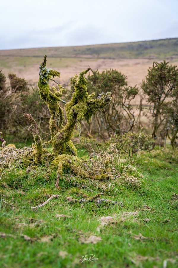 Photo from Dorset and Dartmoor album