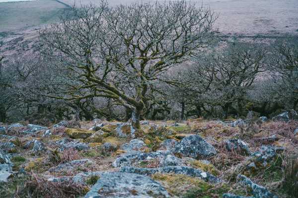 Photo from Dorset and Dartmoor album