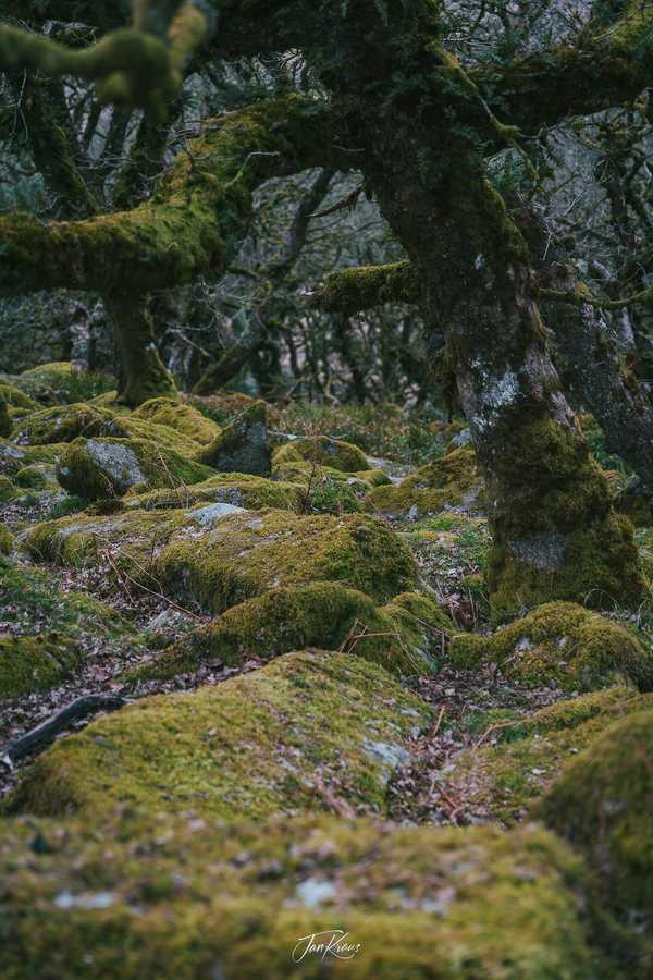 Photo from Dorset and Dartmoor album