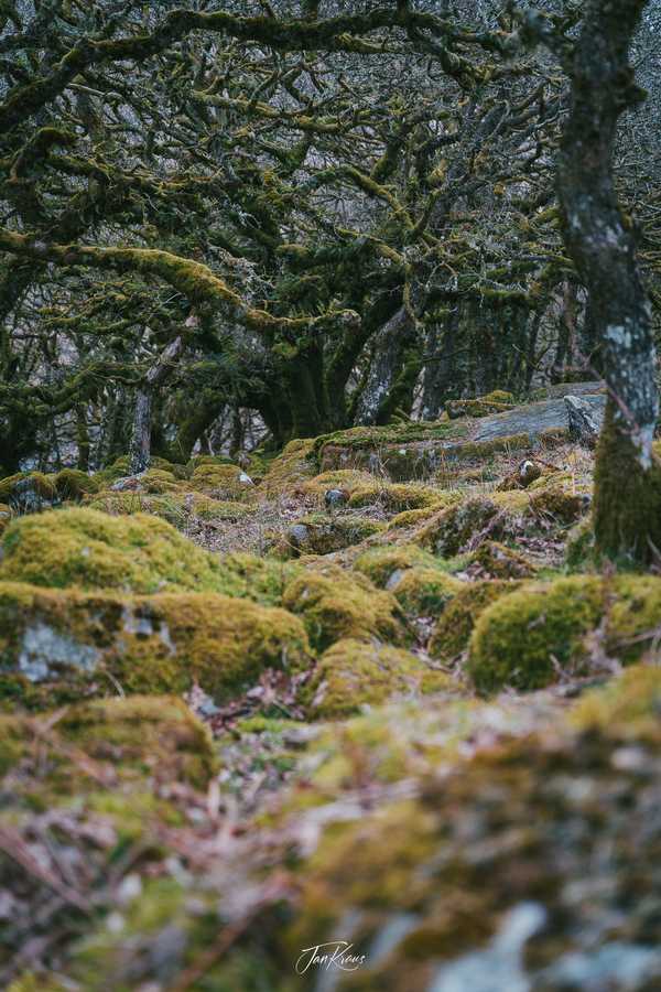 Photo from Dorset and Dartmoor album