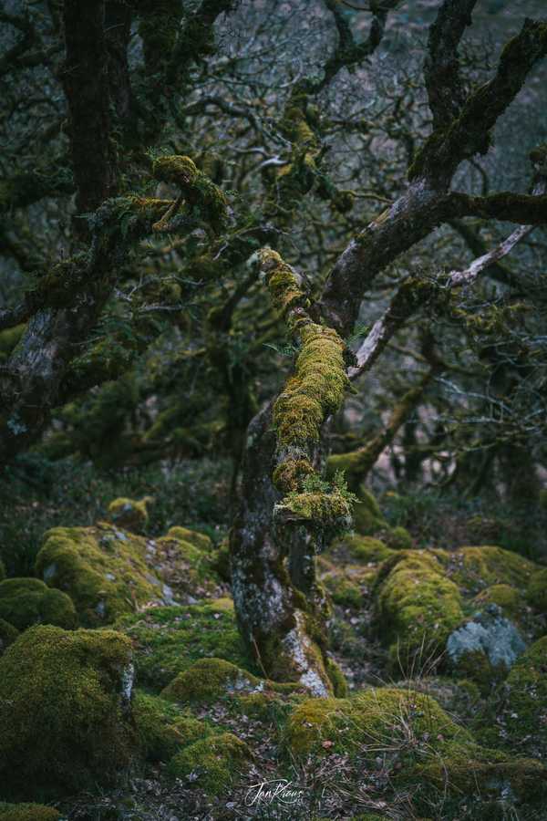 Photo from Dorset and Dartmoor album