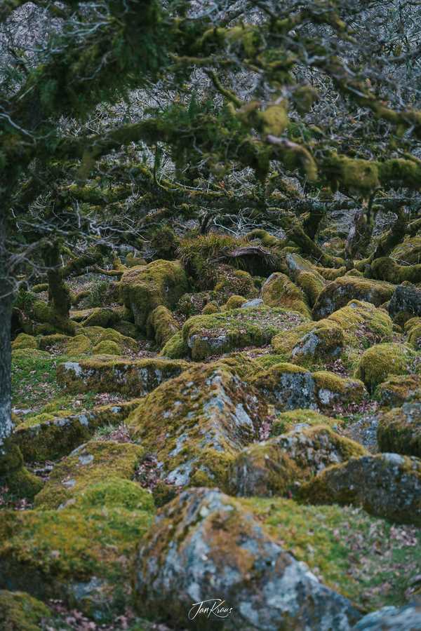 Photo from Dorset and Dartmoor album