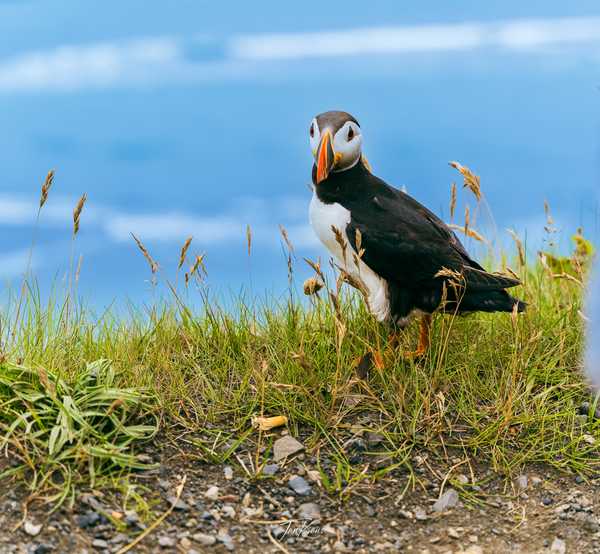 Photo from Iceland album