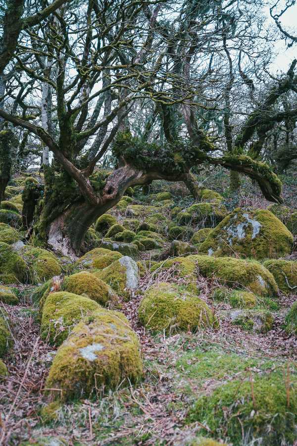 Photo from Dorset and Dartmoor album