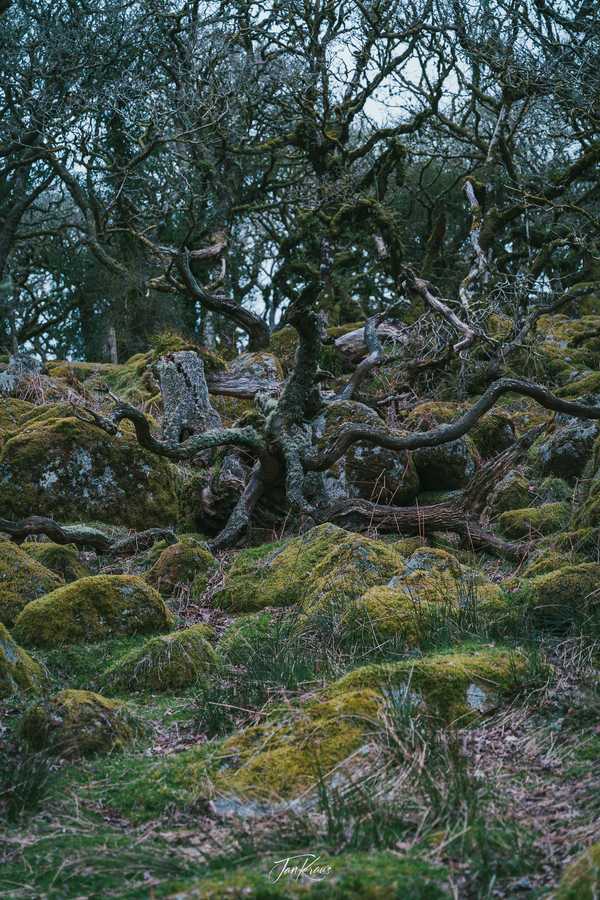 Photo from Dorset and Dartmoor album