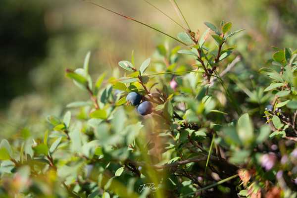 Photo from Iceland album