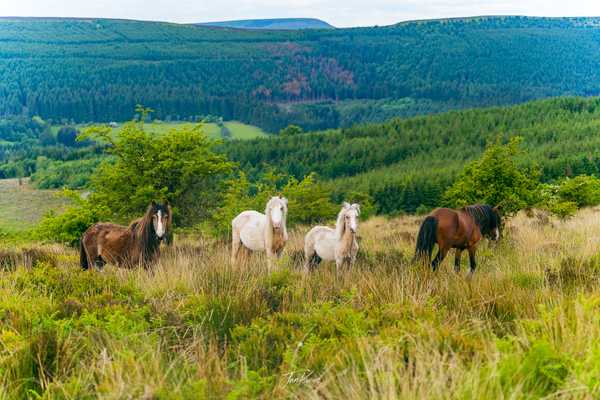 Photo from Brecon Beacons album