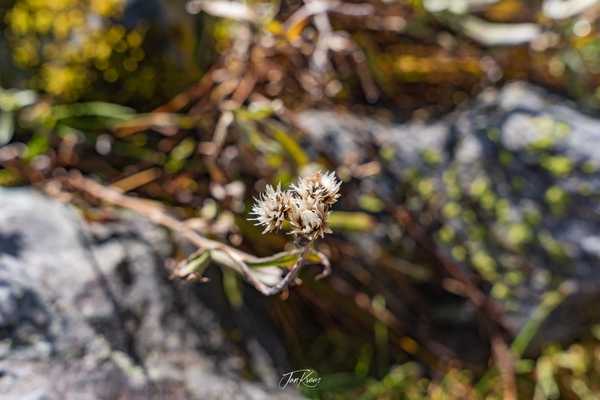 Photo from Hampta Pass album