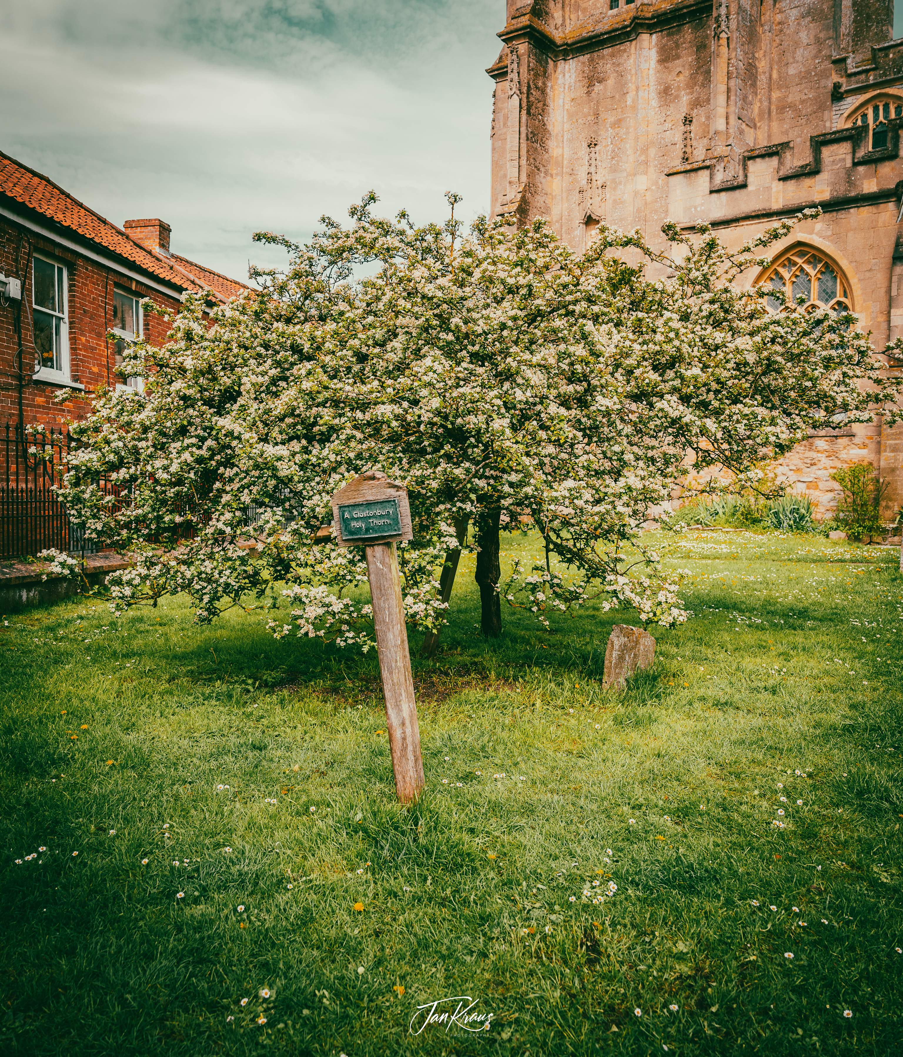 A Glastonbury Holy Thorn outside St John the Baptist's Church, Glastonbury, Somerset, England, UK