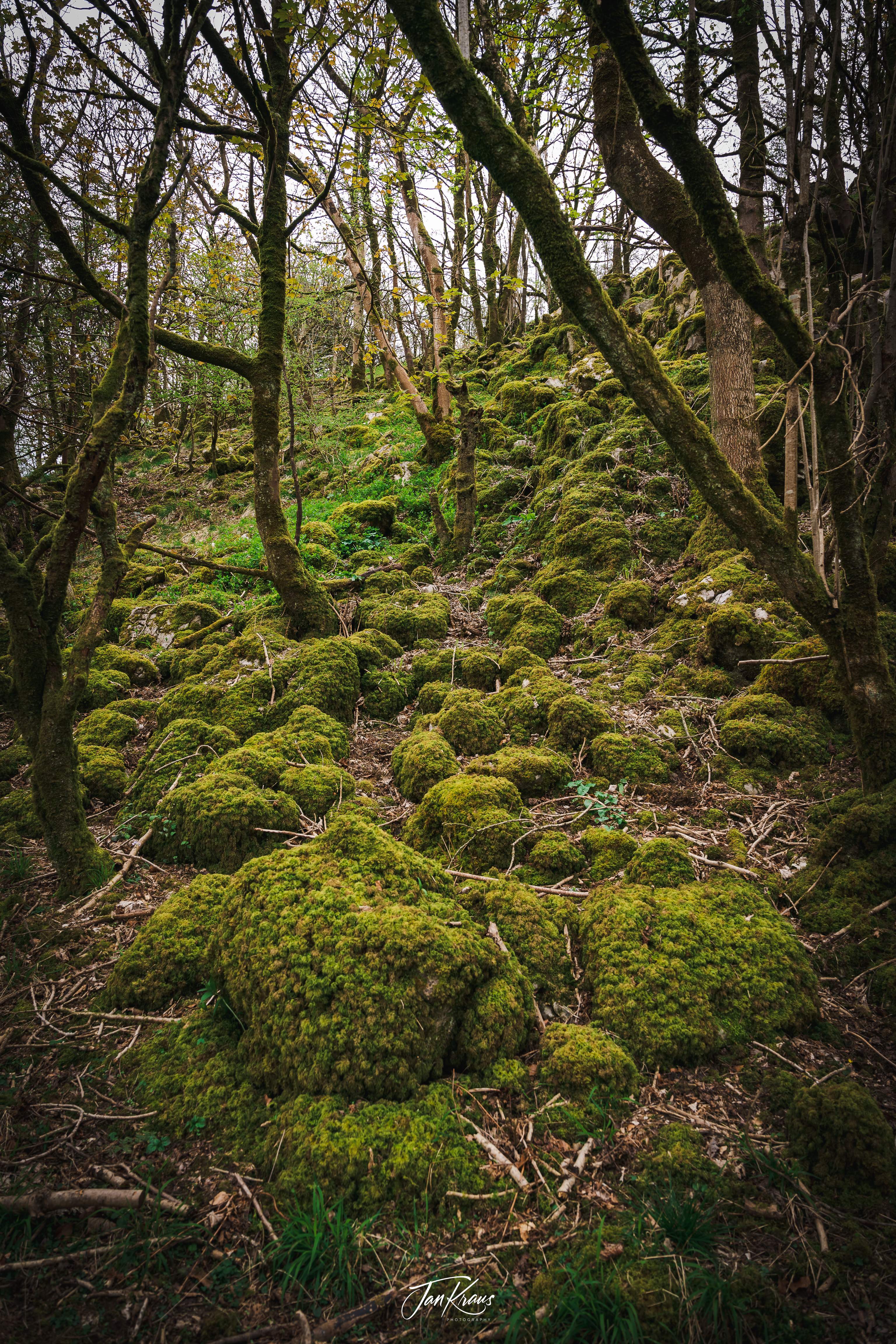 Moody patch of wood in Cheddar Gorge, Somerset, England, UK