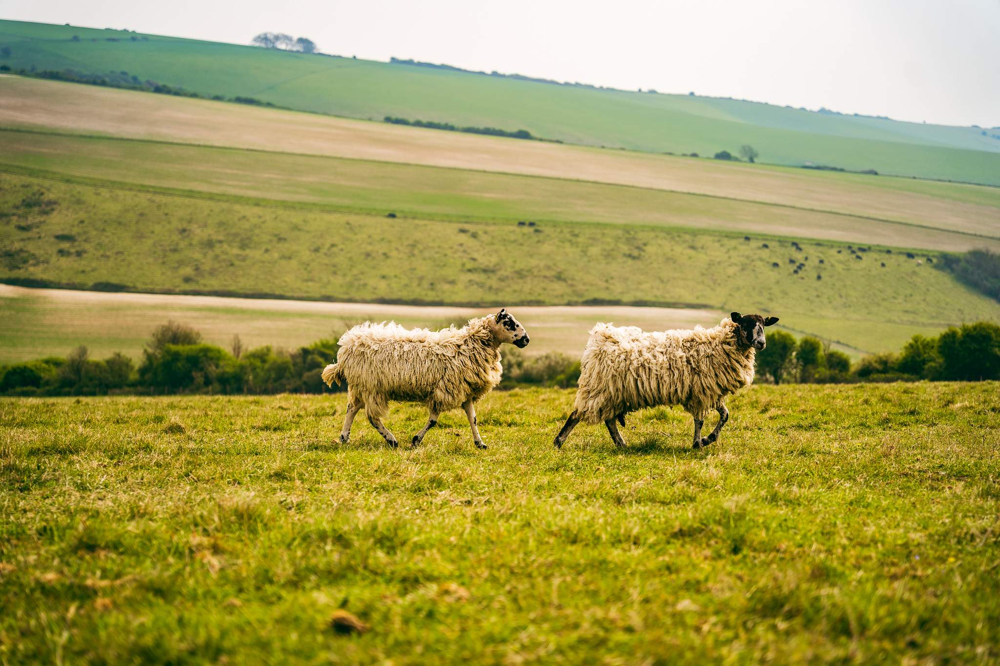 A pair of sheep strolling across the meadow