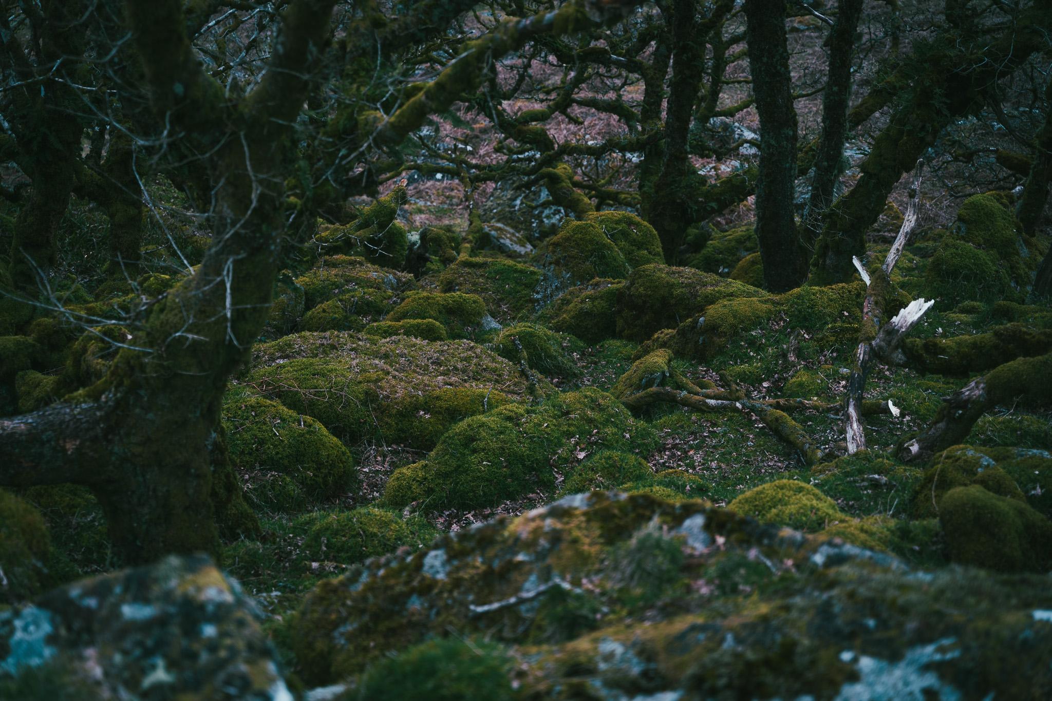 A photo from Wistman's Wood at Dartmoor National Park, Devon, UK