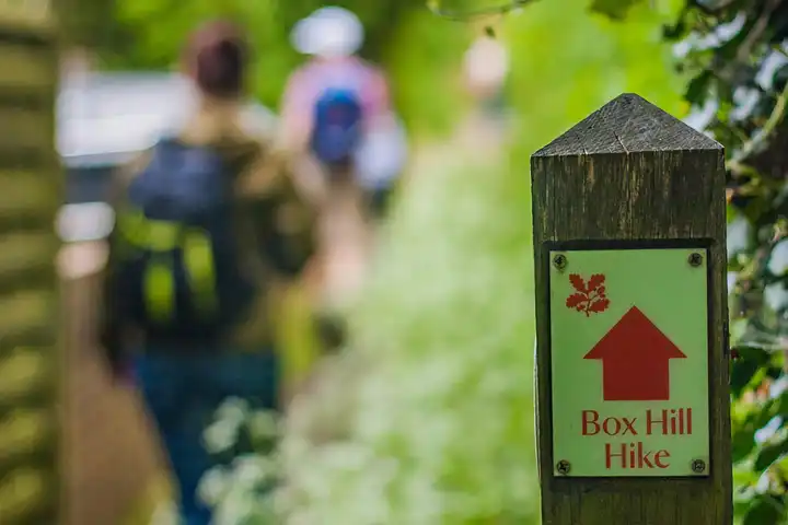 Box Hill hike in Surrey