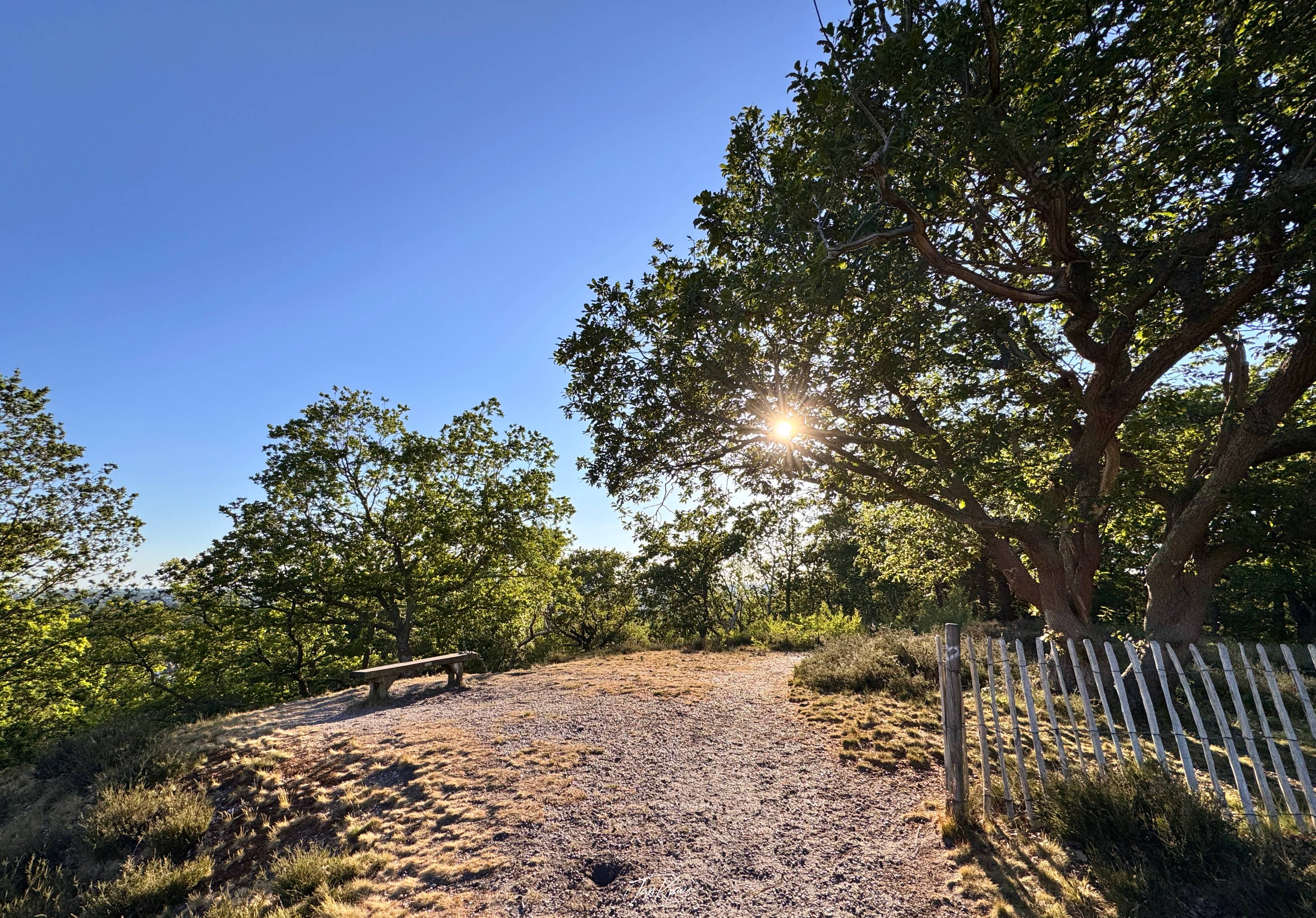 A bench and a tree, captures somewhere in Croydon, UK