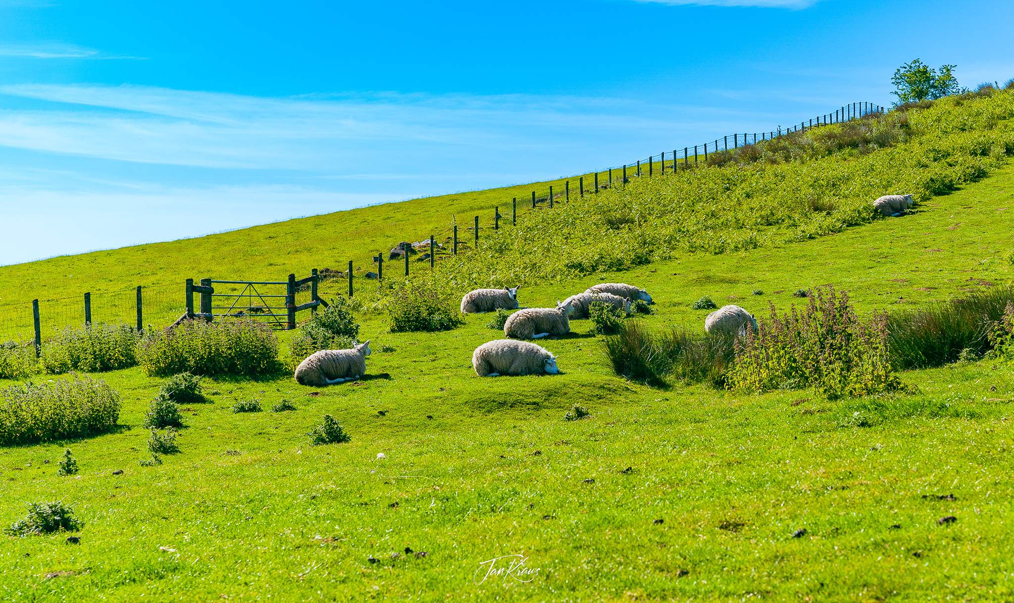 Sheeps sleeping on Welsh farmland, near Llanvihangel Crucorney village, Wales, UK