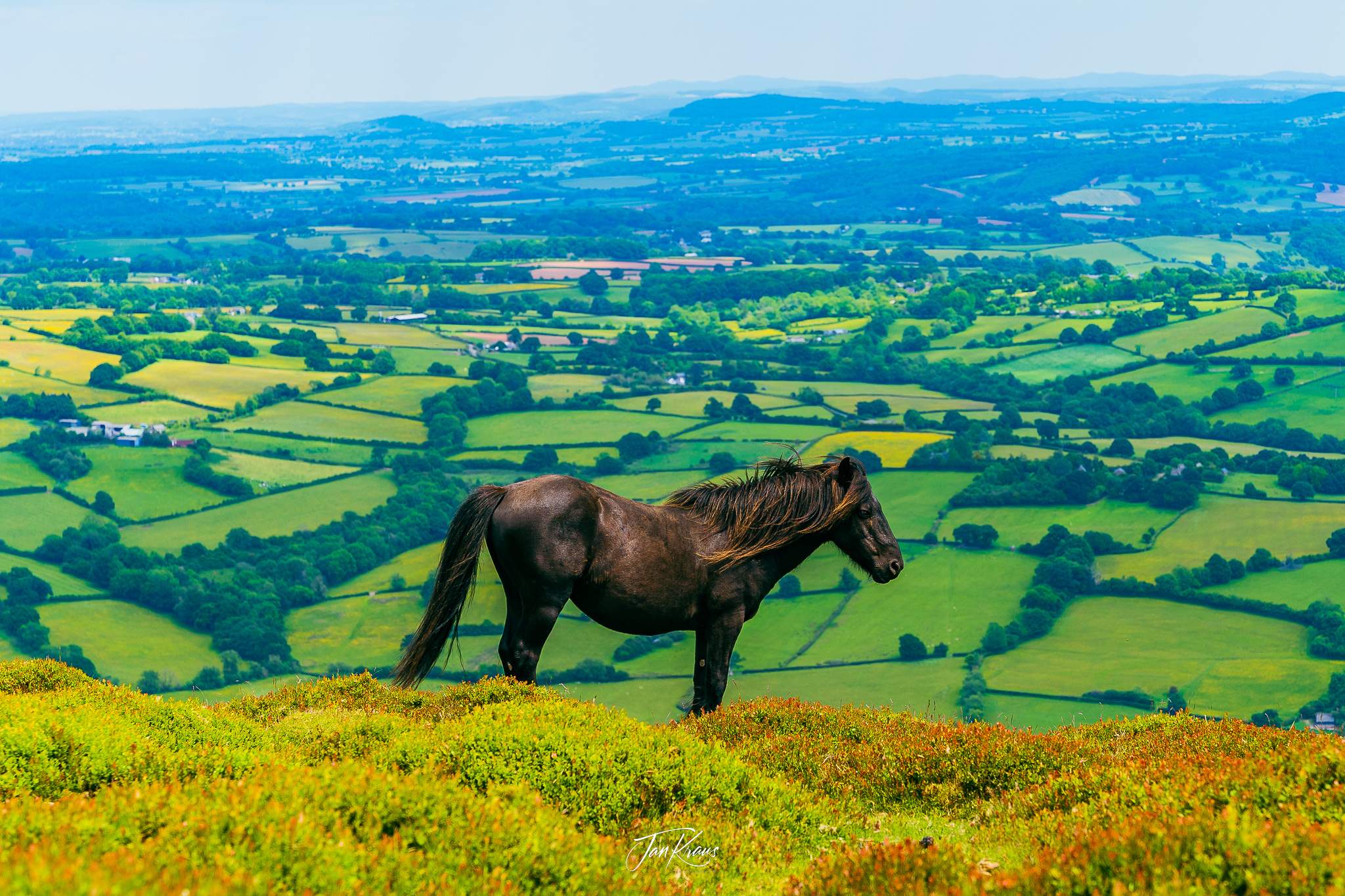 Wild horse watching me at the Beacons Way, Hatterrall Hill ridge, Wales, UK