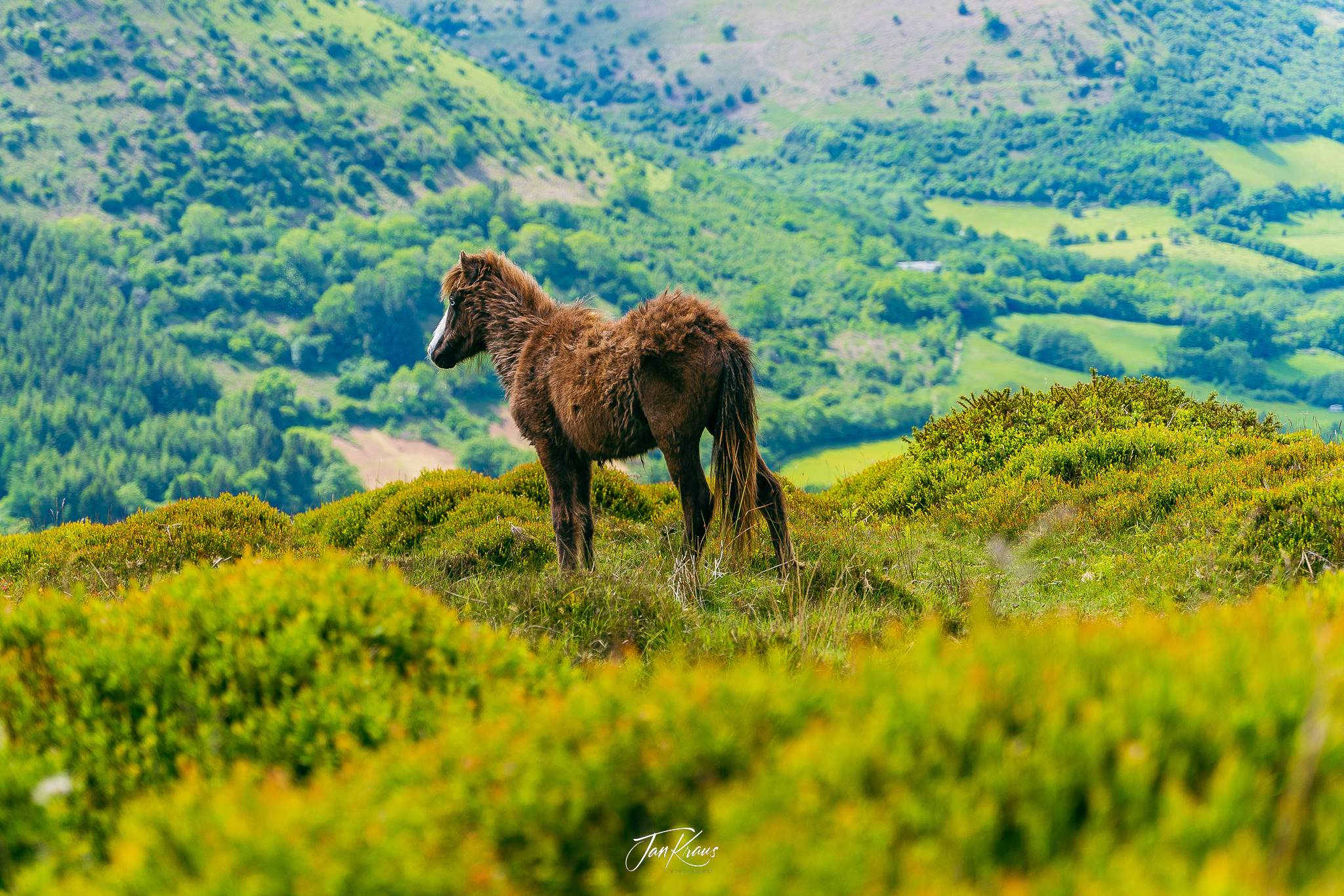 Wild horse grazing alongside the Beacons Way, Hatterrall Hill ridge, Wales, UK