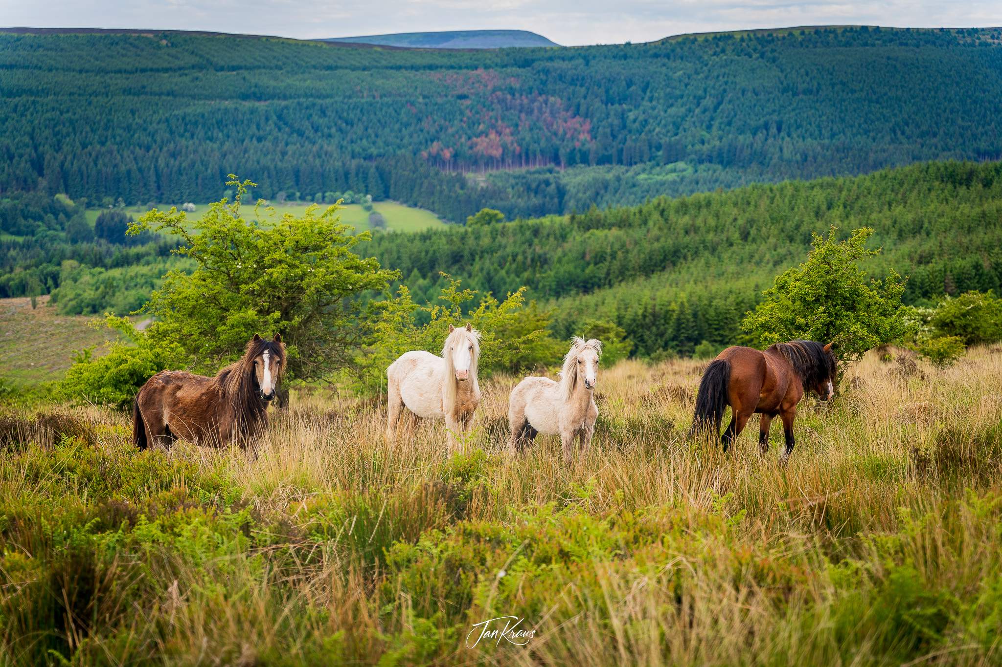 Group of wild horses observing me in the morning, The Beacons Way, Wales, UK