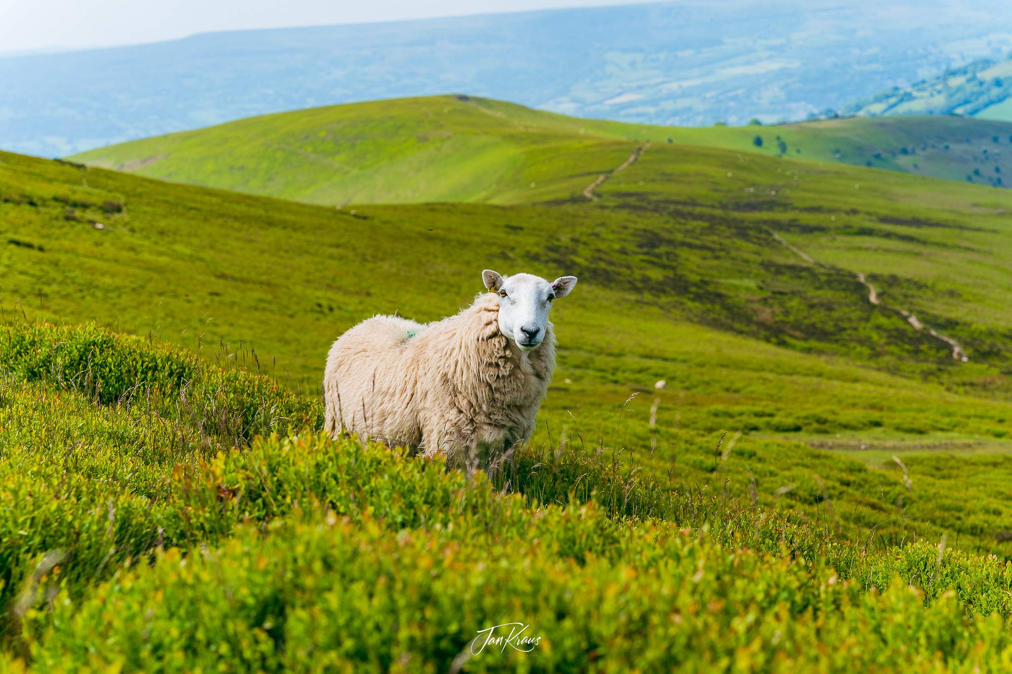 Sheep posing with great background views from Day 2 of The Beacons Way, Wales, UK