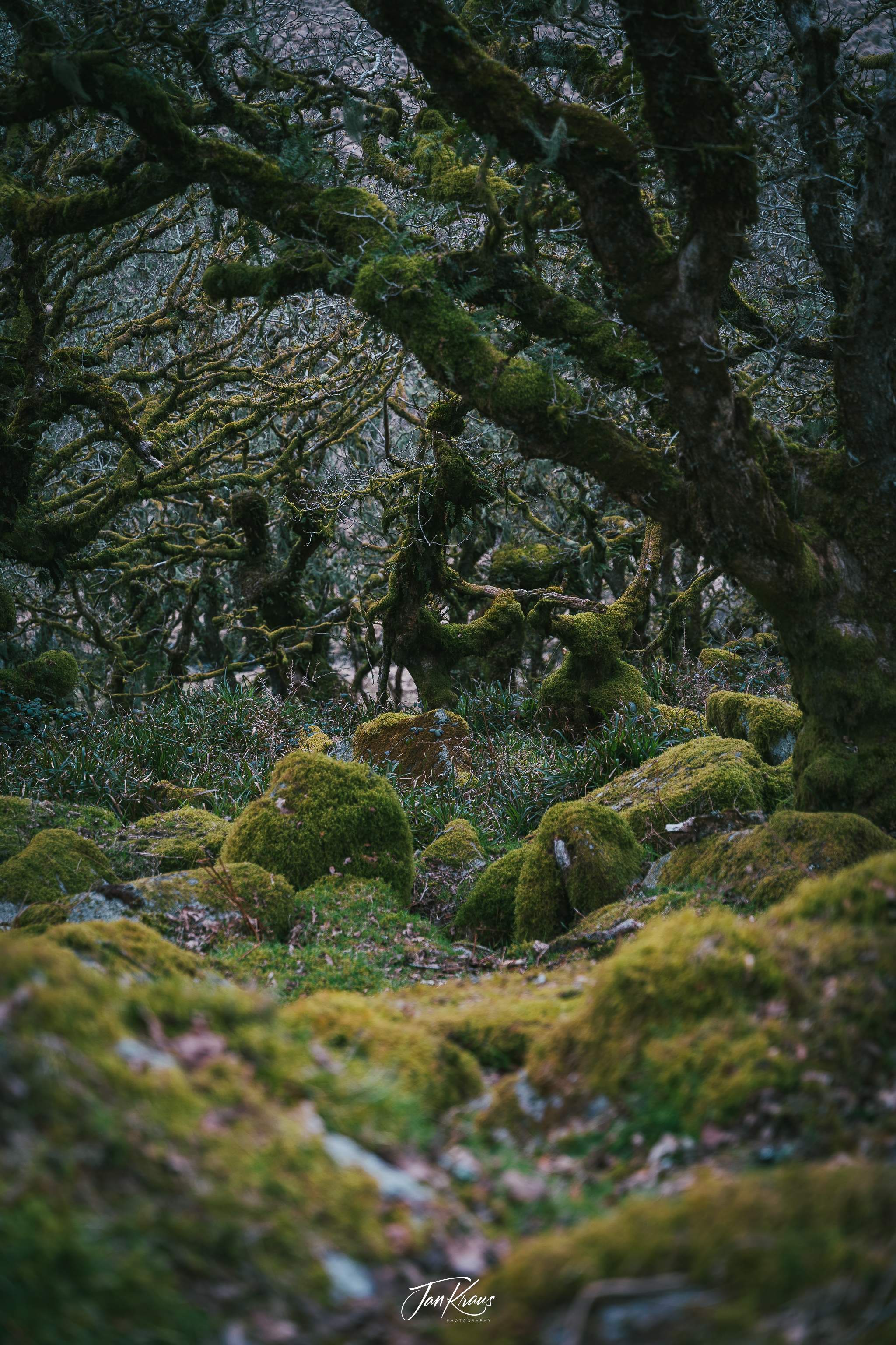 Wistman's Wood at Dartmoor National Park, Devon, UK