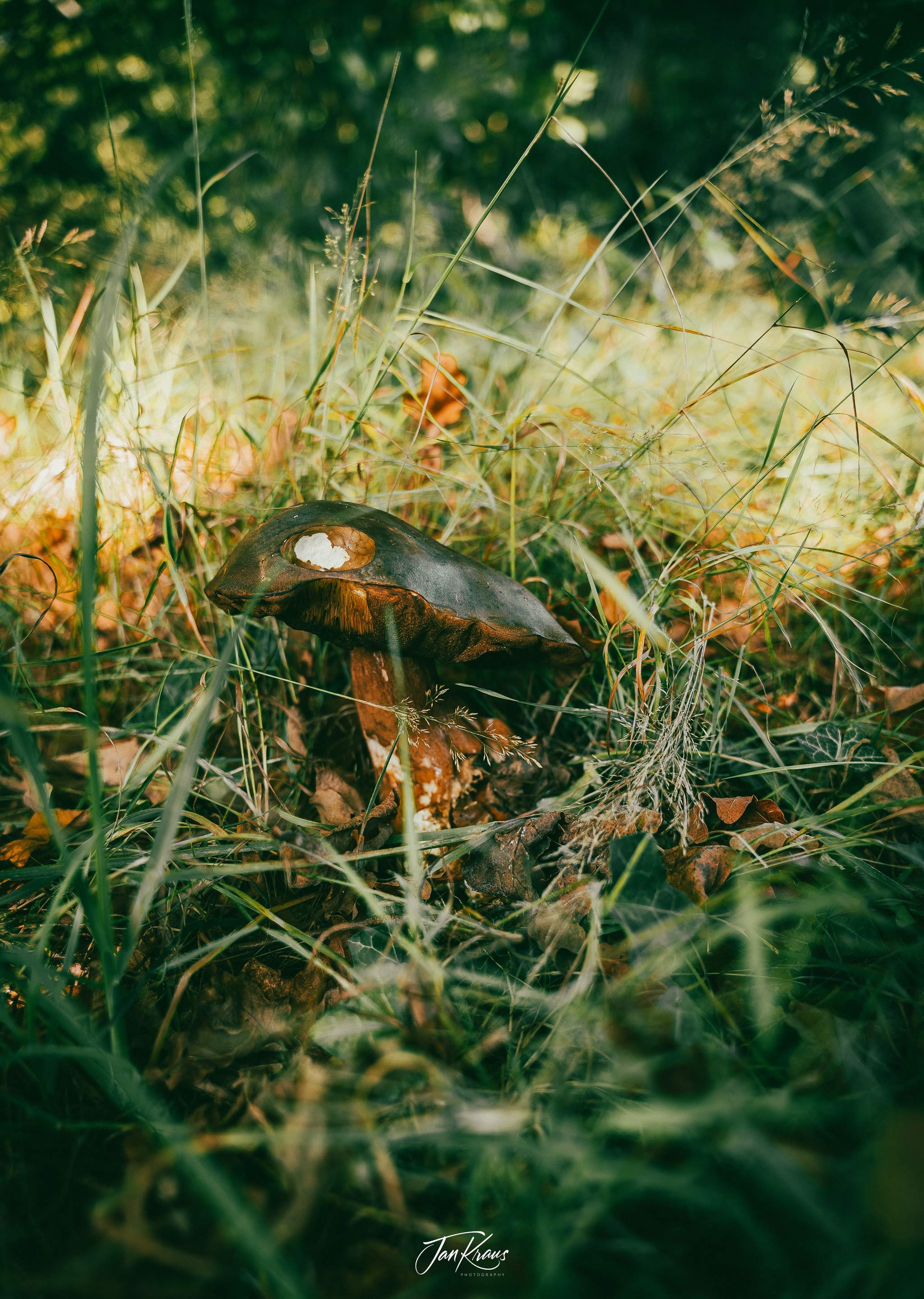 A mushroom tucked in the grass, spotted somewhere along the path, England, UK