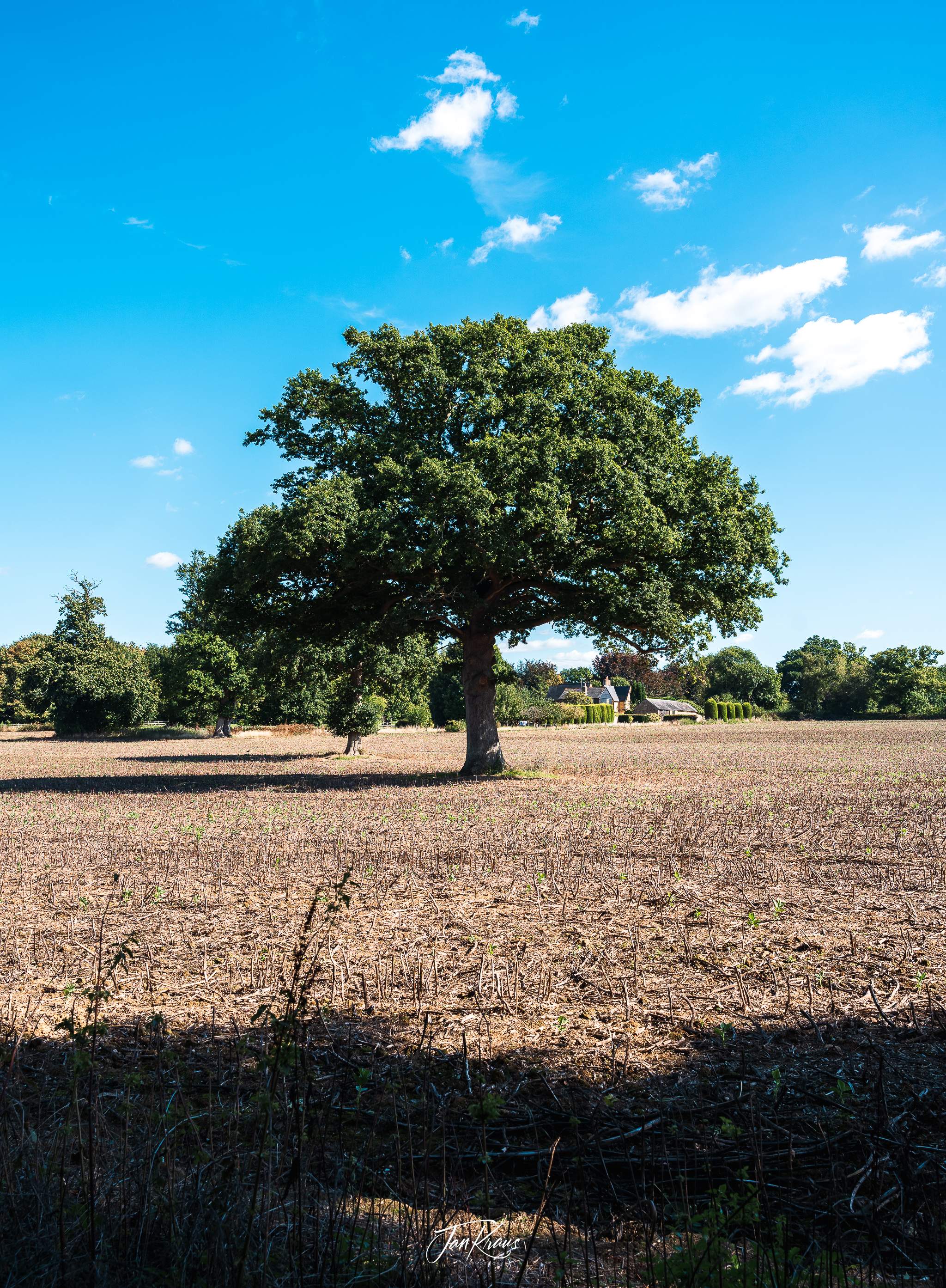 A lone tree on the fields somewhere in west part of Kent, England, UK