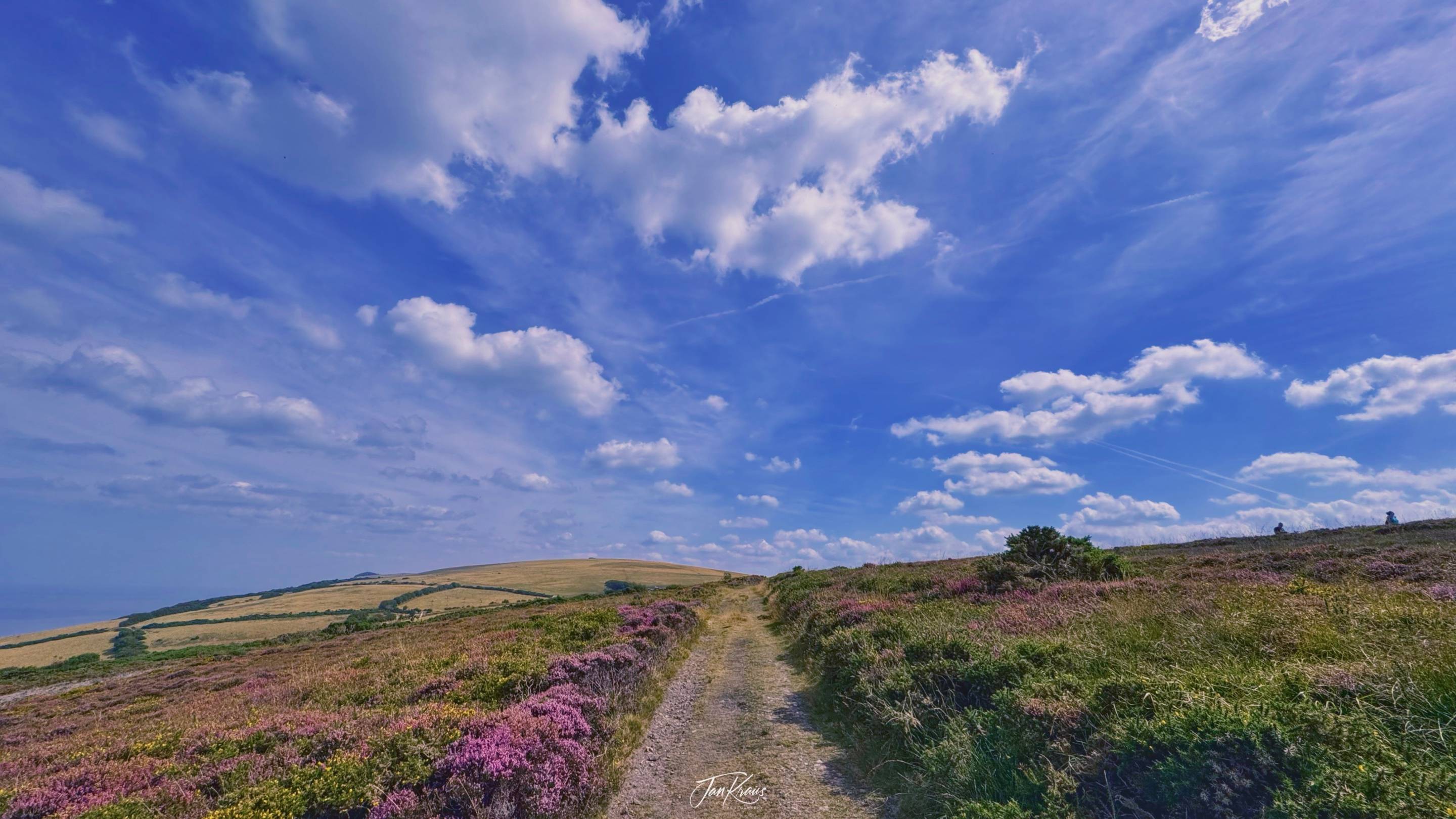Pretty views of heather flowers in Exmoor National Park, Somerset, UK