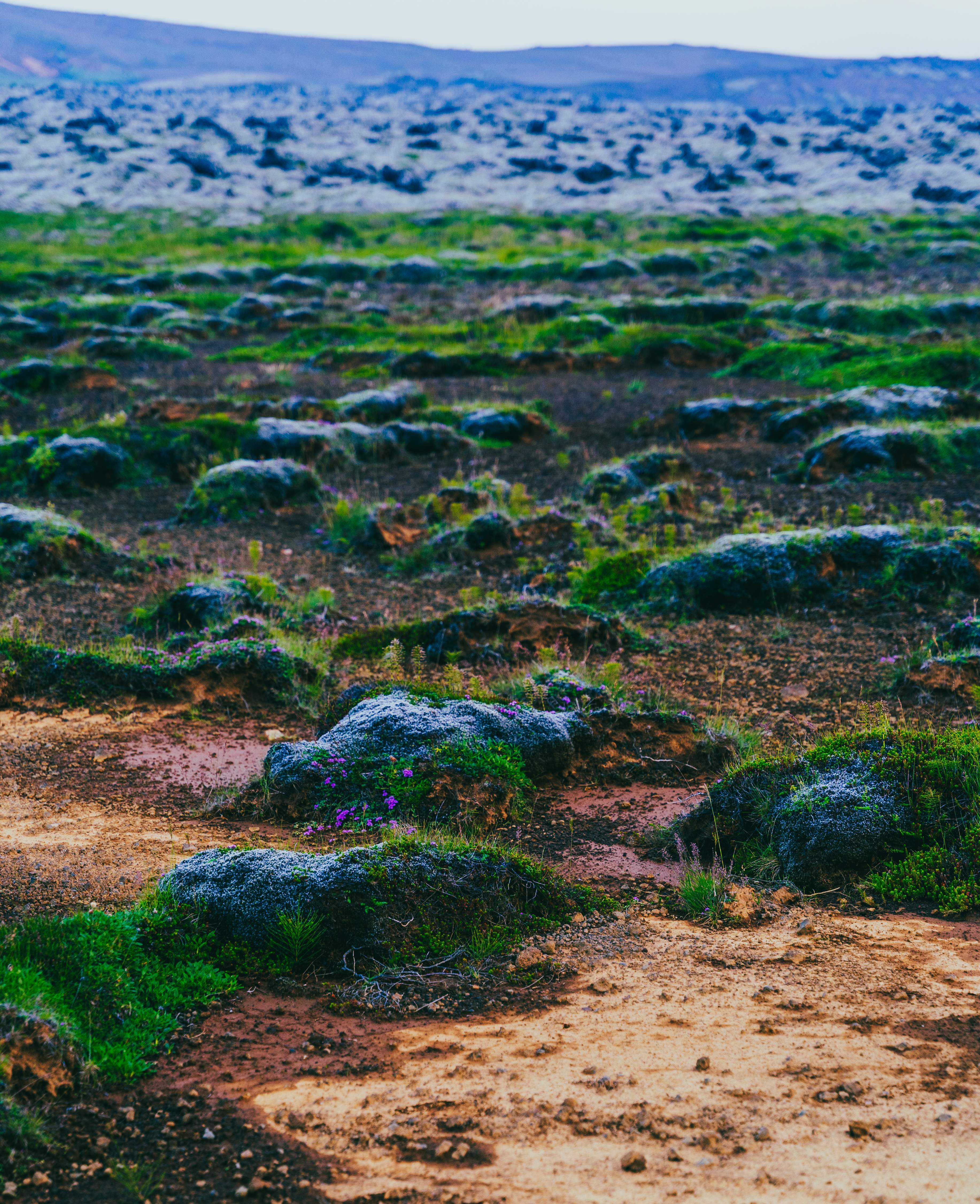 Small 'Islands' of moss and grass spread over a dry, arid surface, Iceland