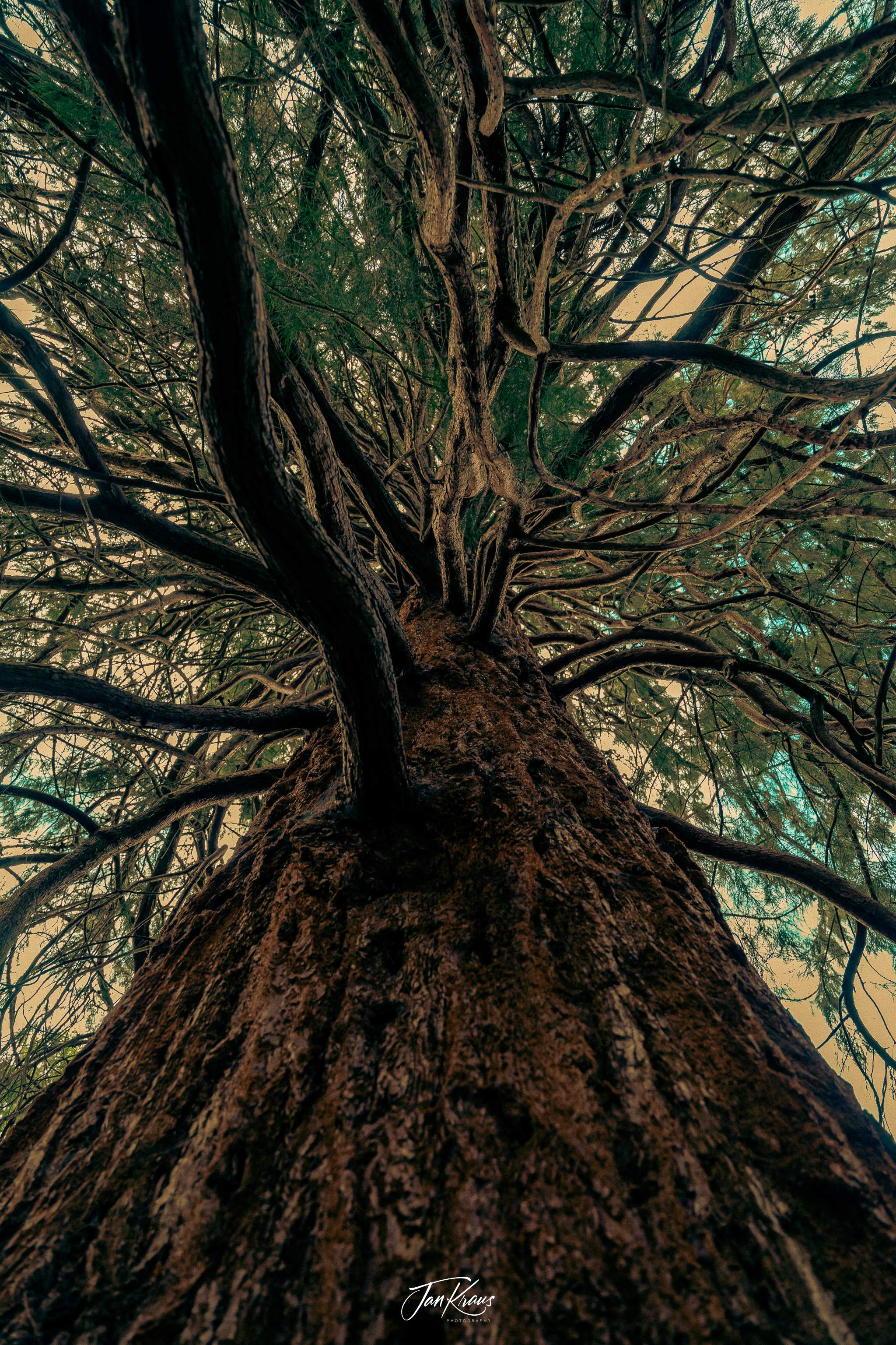 Close-up view of a giant Redwood tree at Wakehurst Place, Sussex, England, UK