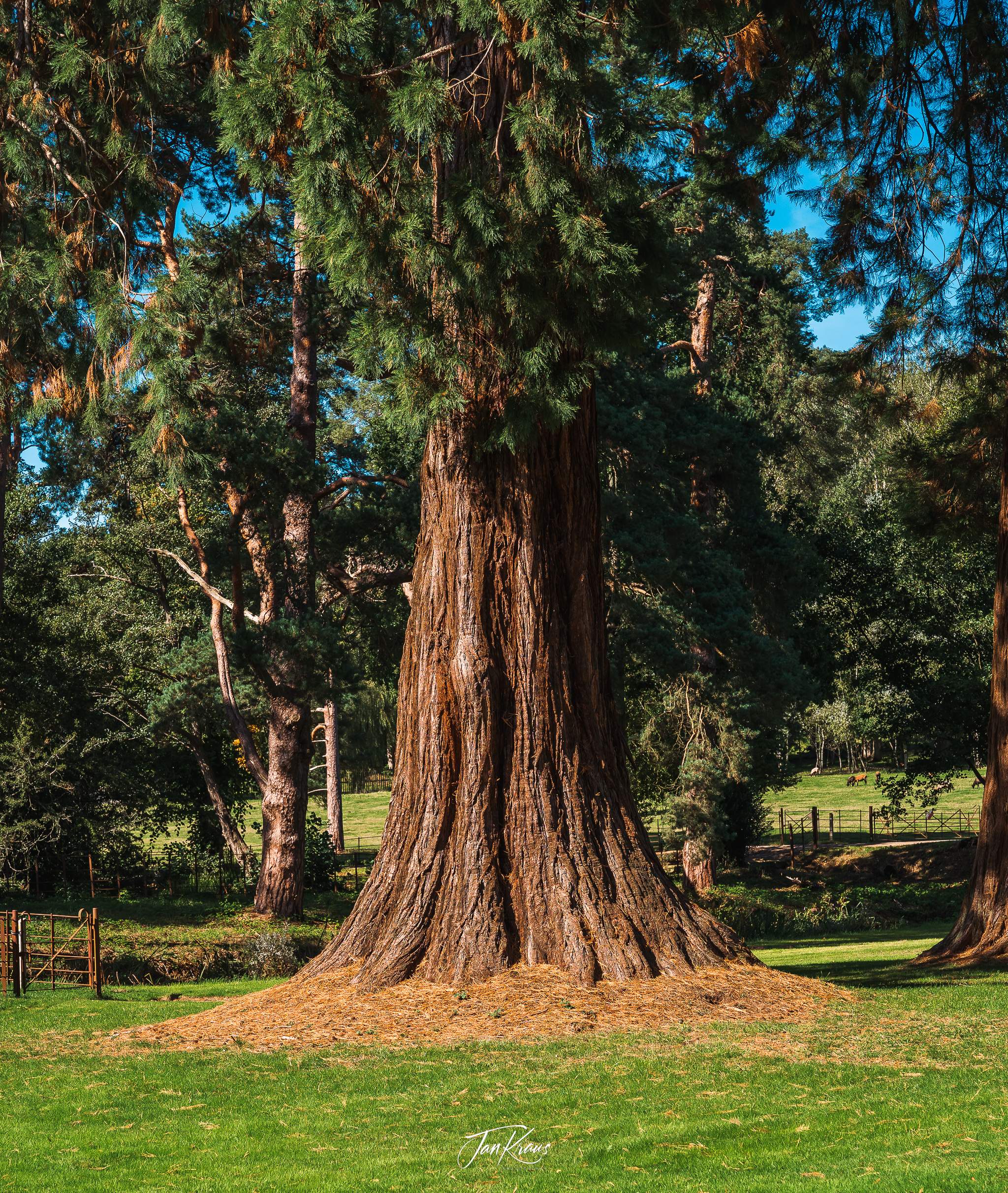 A giant redwood at Groombridge Place, Kent, England, UK