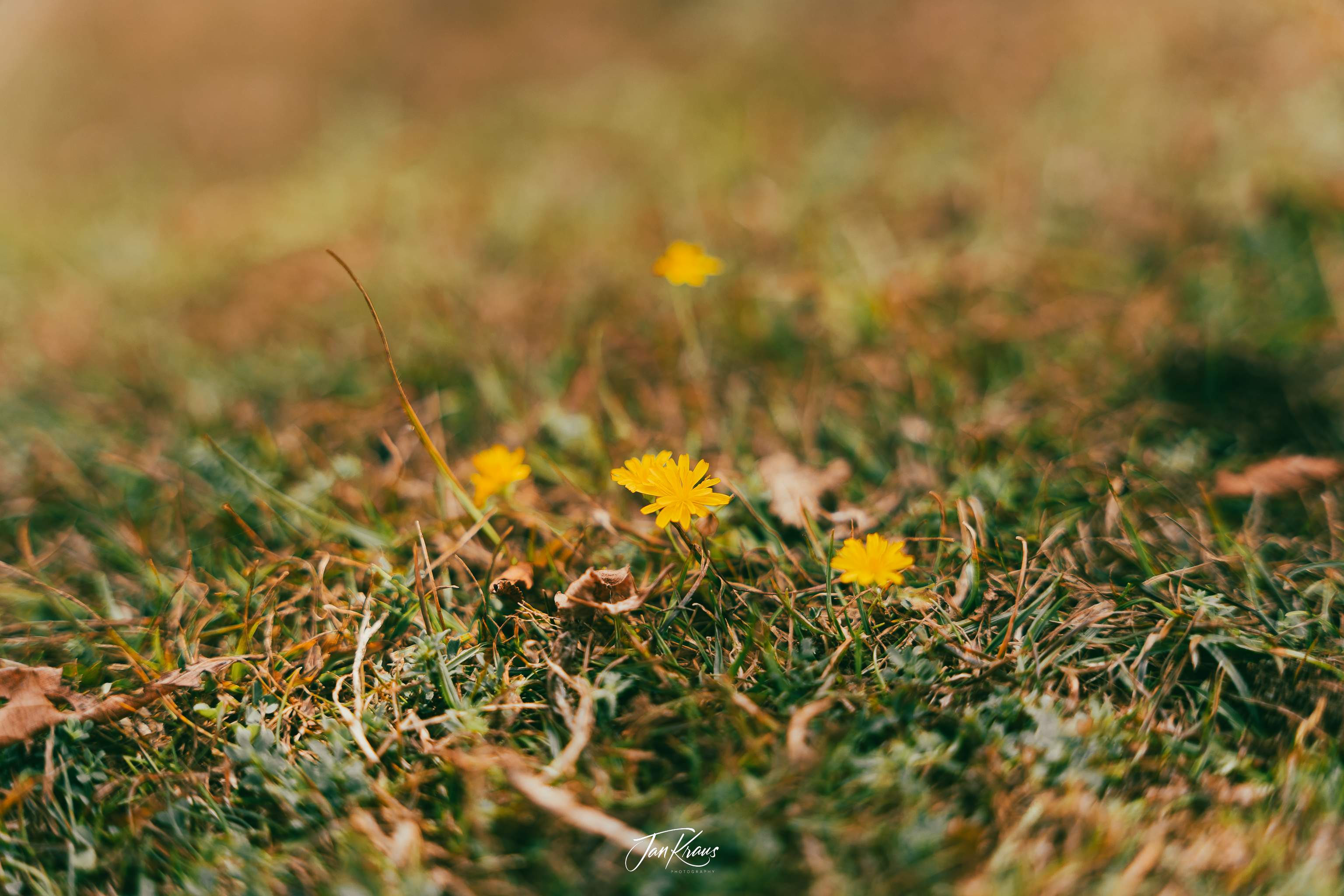 Small, yellow flowers with shallow depth of field, Hertfordshire, England, UK