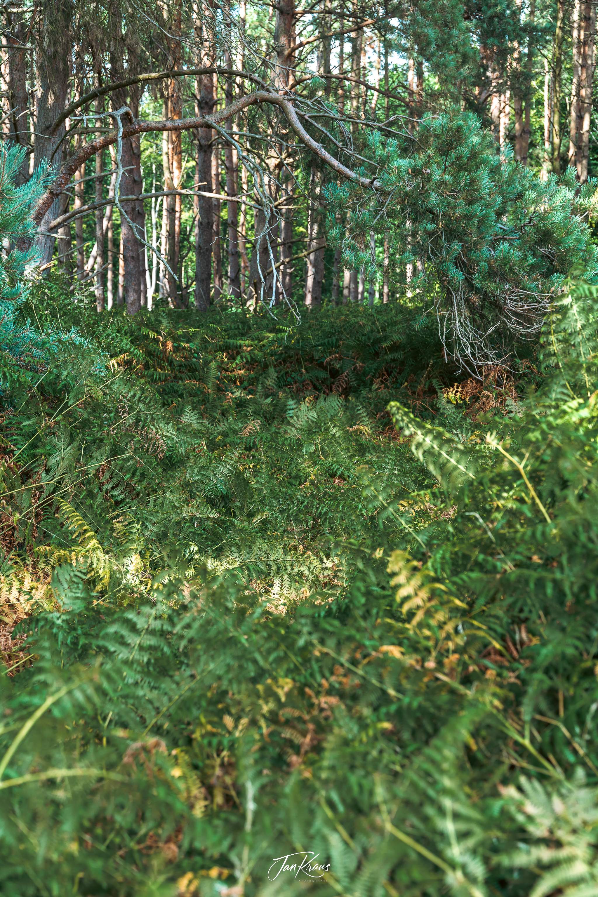 Dense fern thickets near Big Offley, Hertfordshire, England, UK