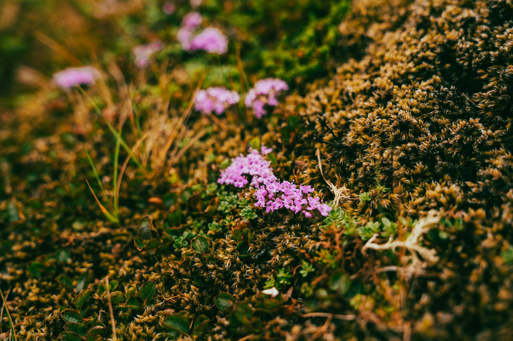 Tiny, beautiful plants covering the ground