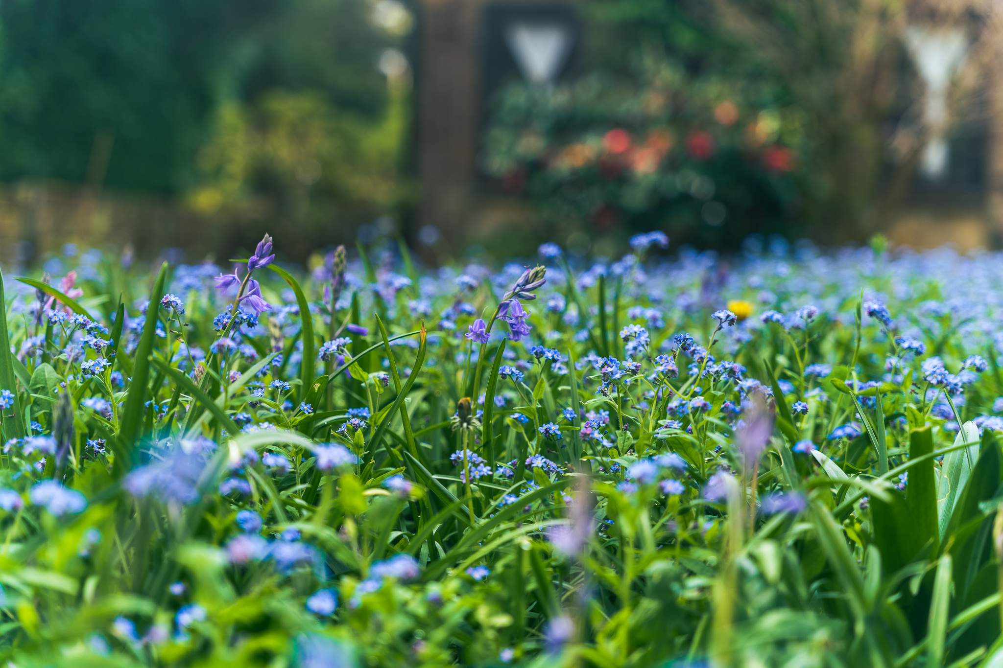 Its spring in full season! A field of Forget-Me-Not flowers was blooming in someone's backyard
