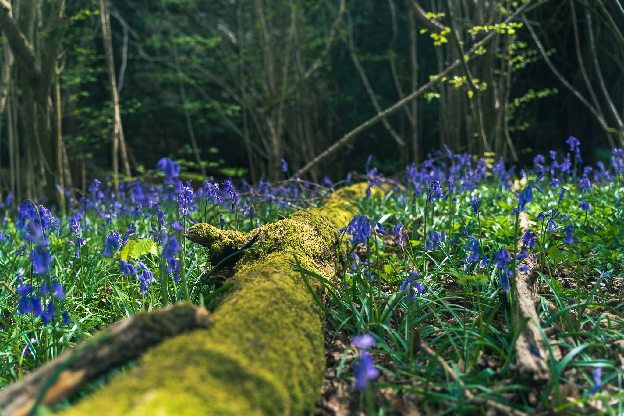 Old, mossy tree trunk surrounded by a beautiful field of Bluebells