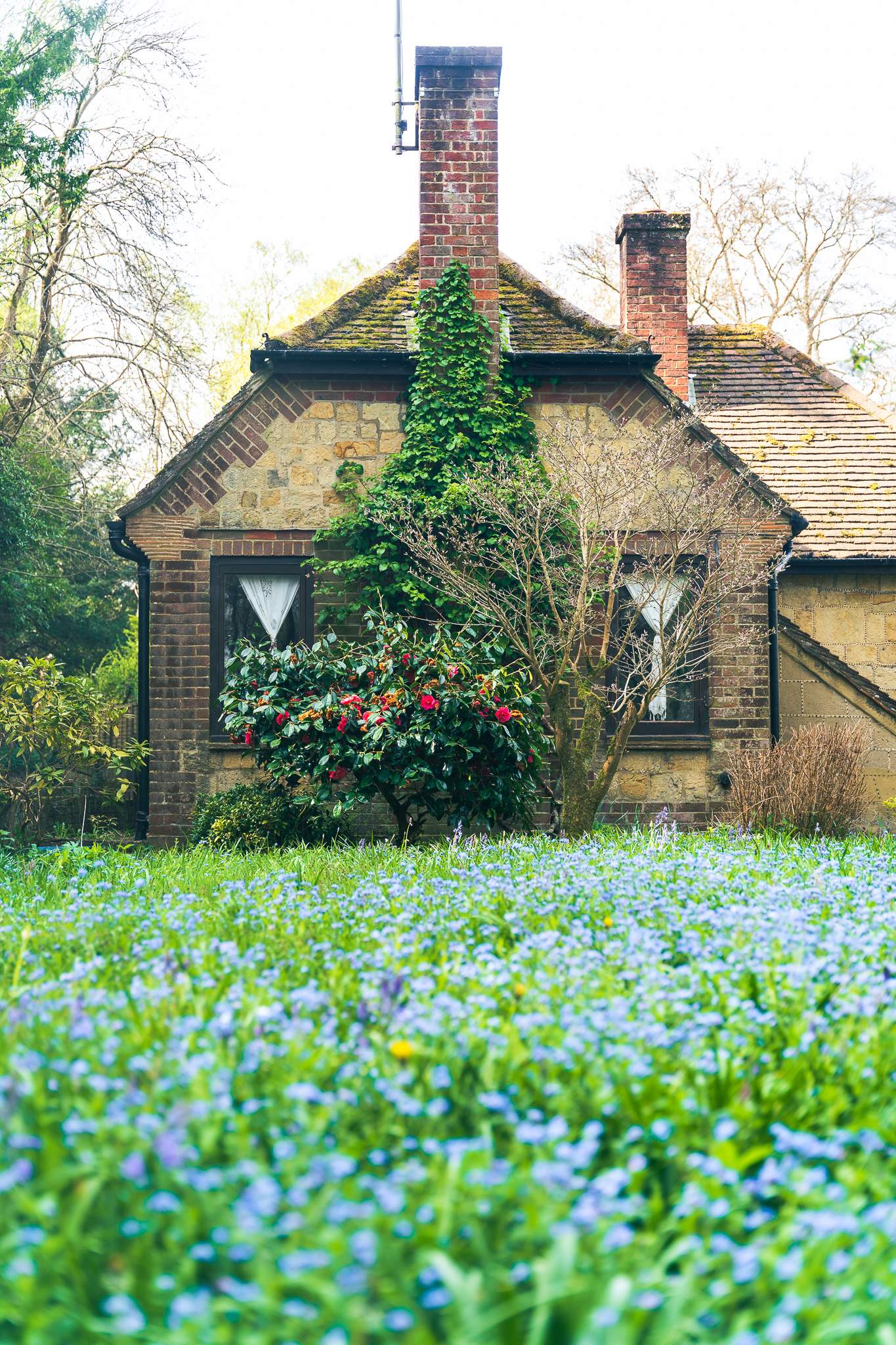 A very picturesque-looking house with beautiful patch of Forget-Me-Not flowers in front