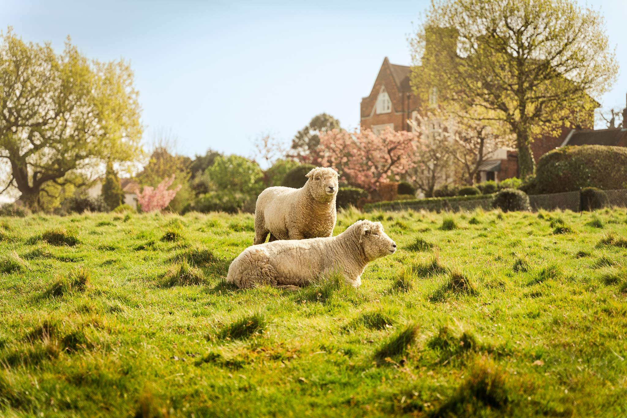 Pair of sheep, calmly posing on the small meadow in the middle of Dorking