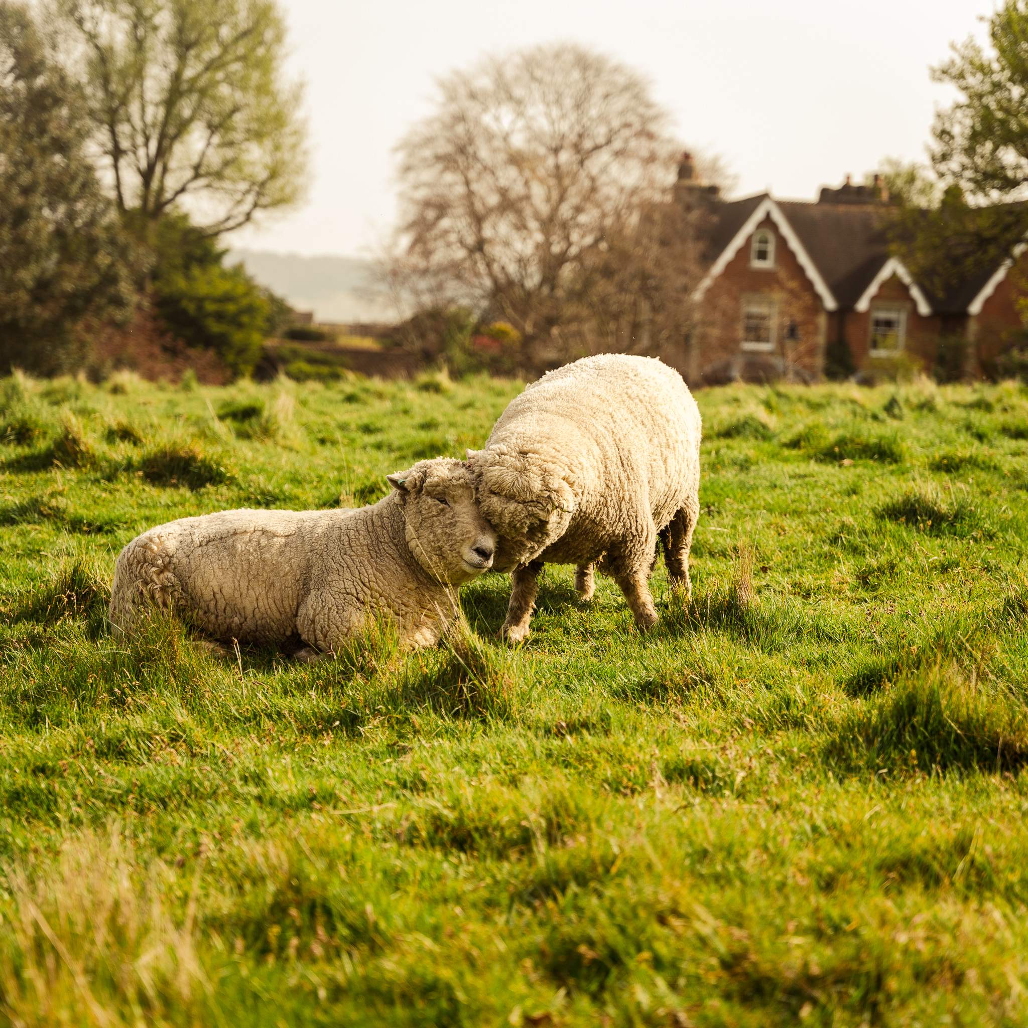 Pair of sheep, calmly posing on the small meadow in the middle of Dorkin