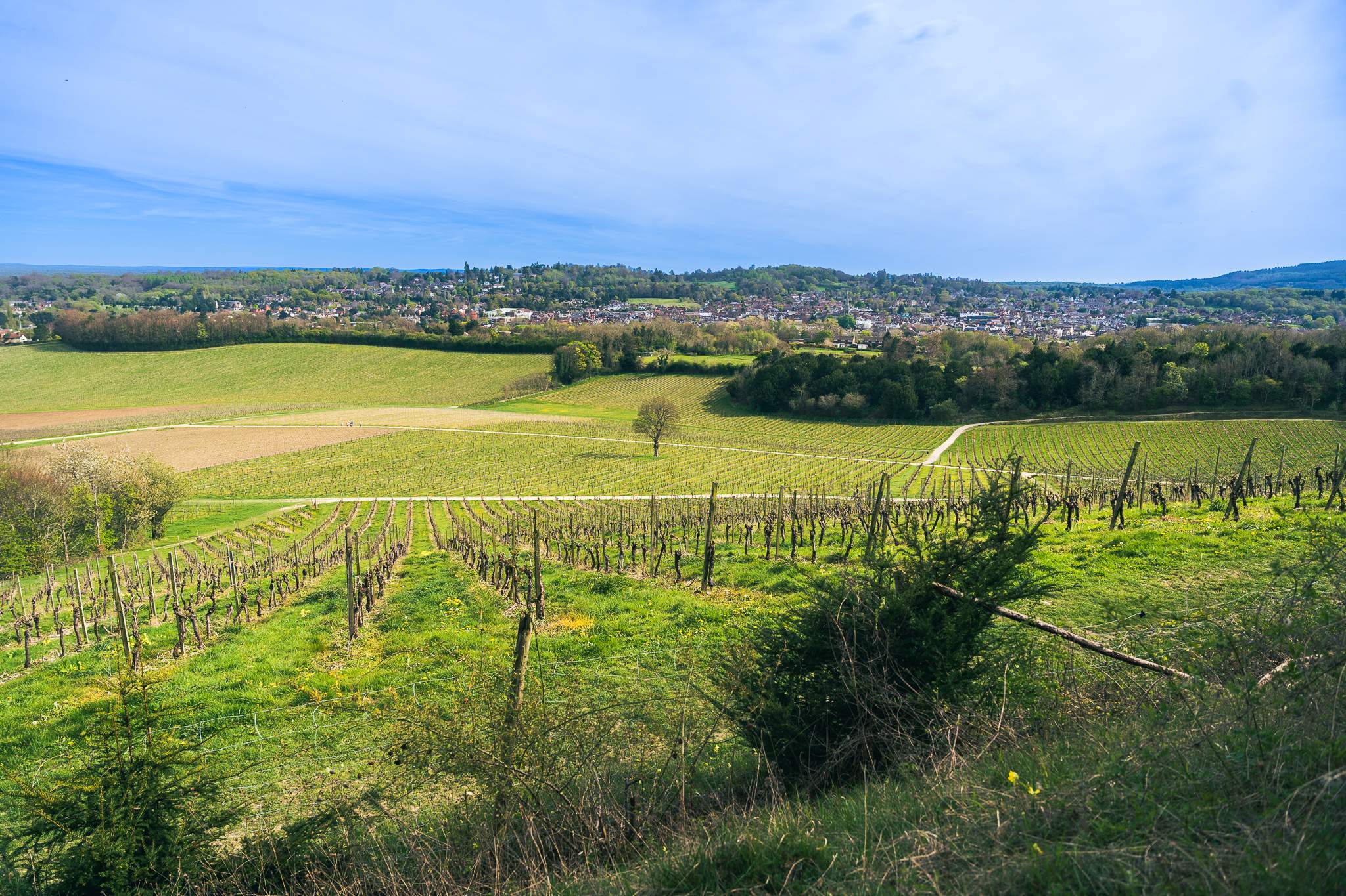 Gentle slopes of Denbies Wine Estate vineyard with some houses of Dorking in the back