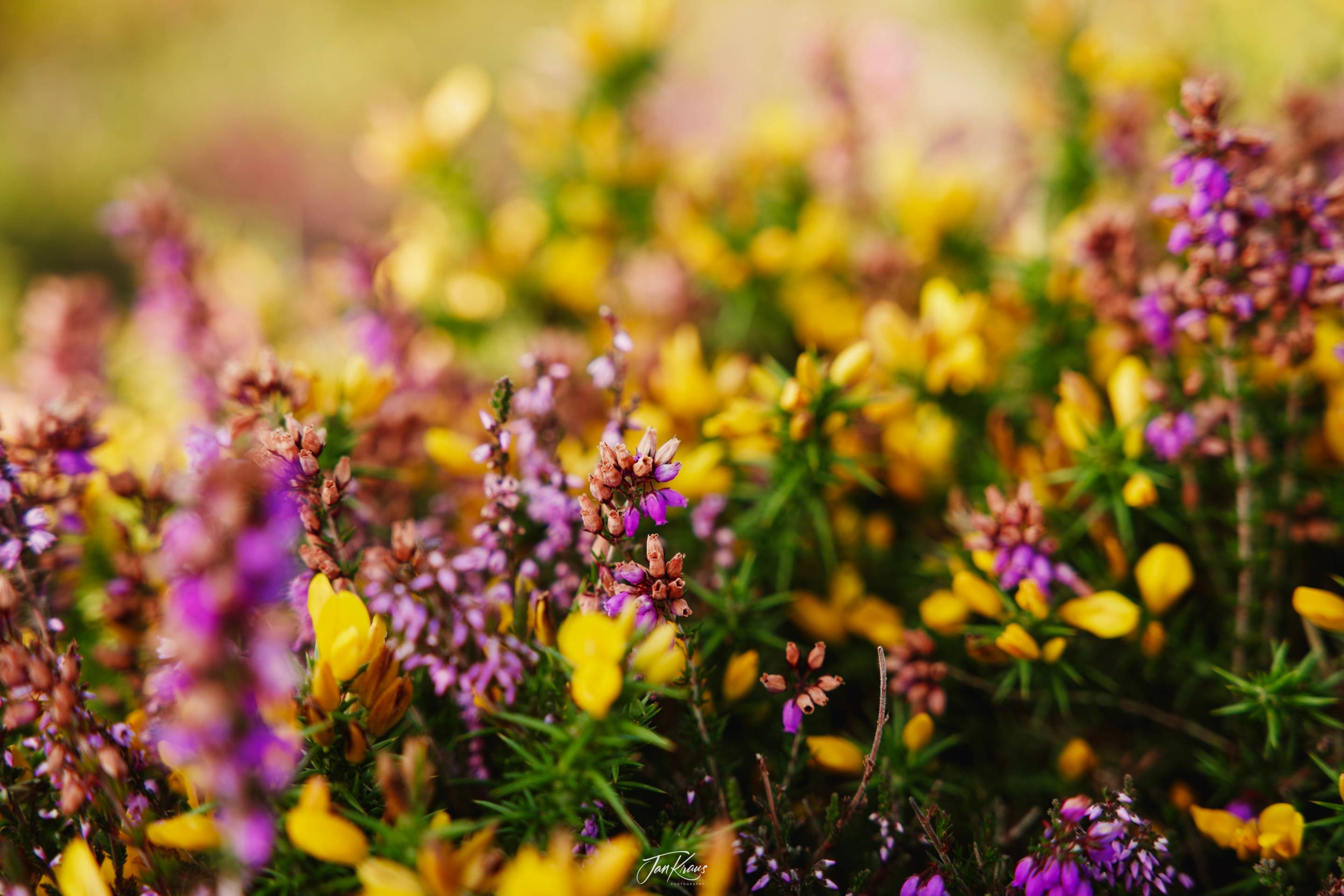 Close-up look at the blooming heather flowers in Somerset, UK