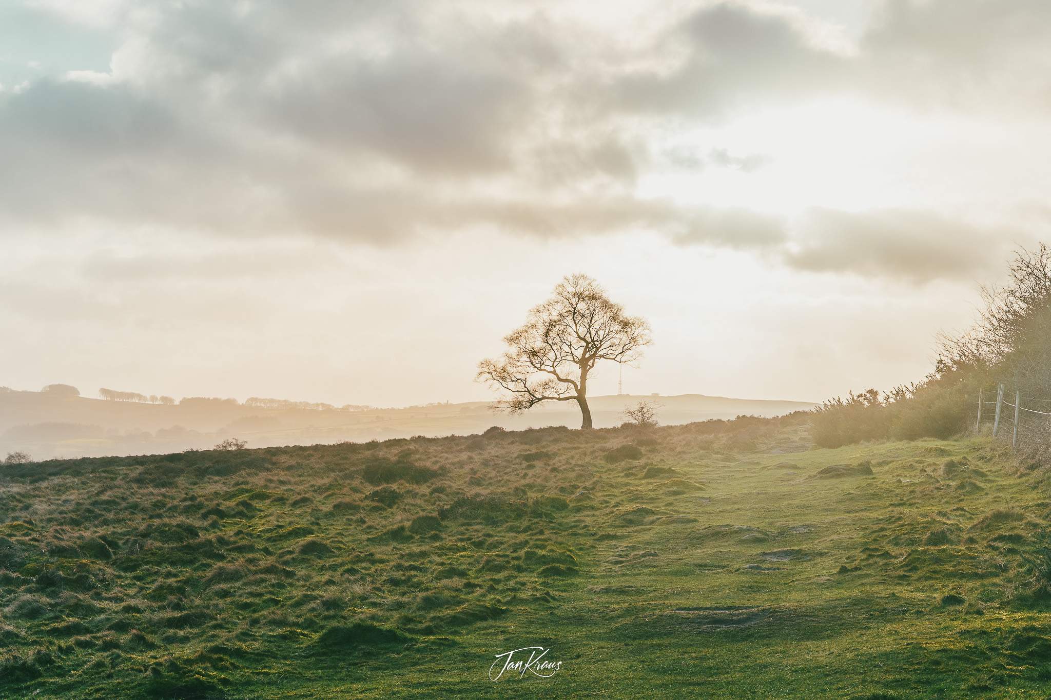 Lonely tree at the Surprise View, Peak District, England, UK