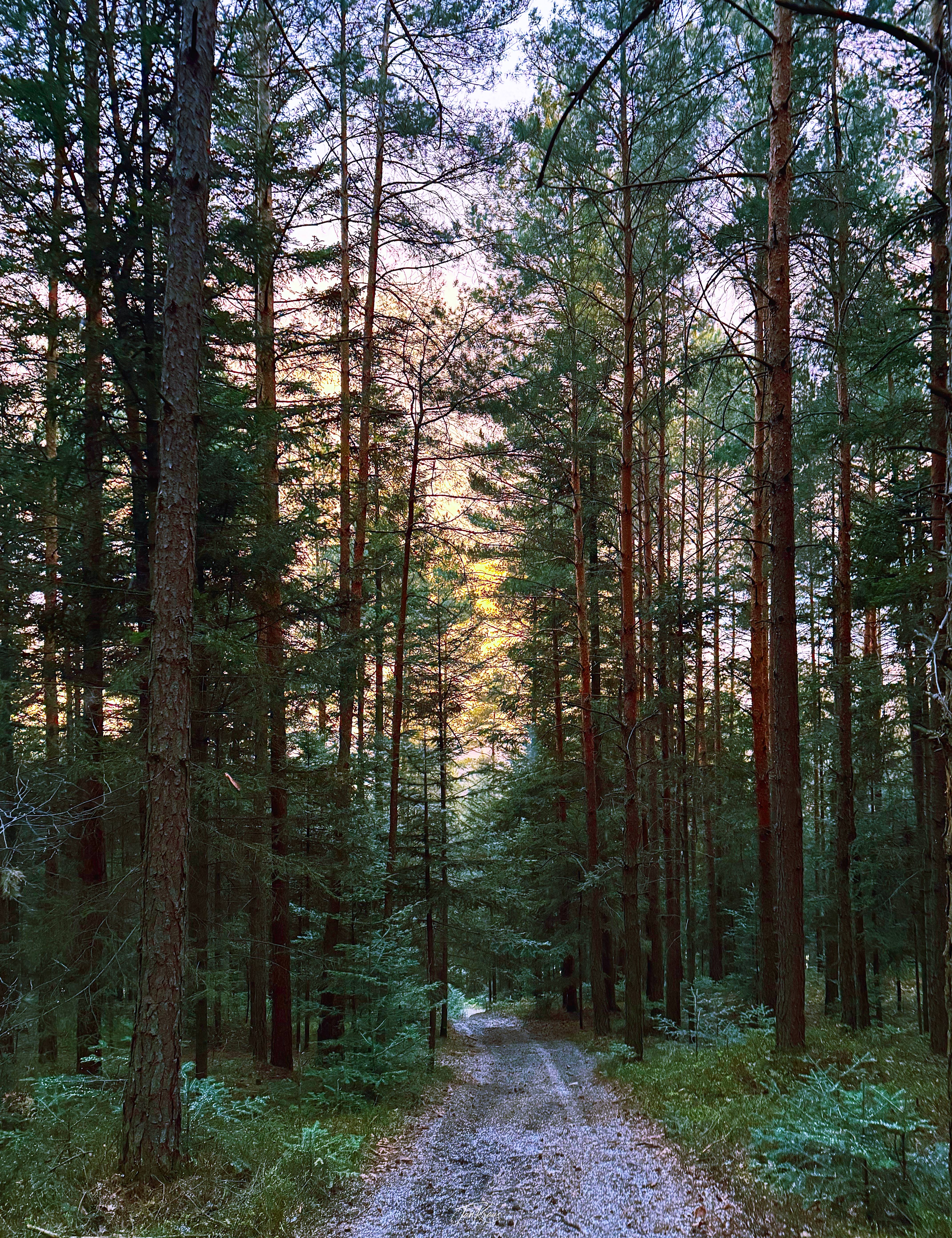 Dramatic sunset light  through forest pines in Trzemesnia, Poland