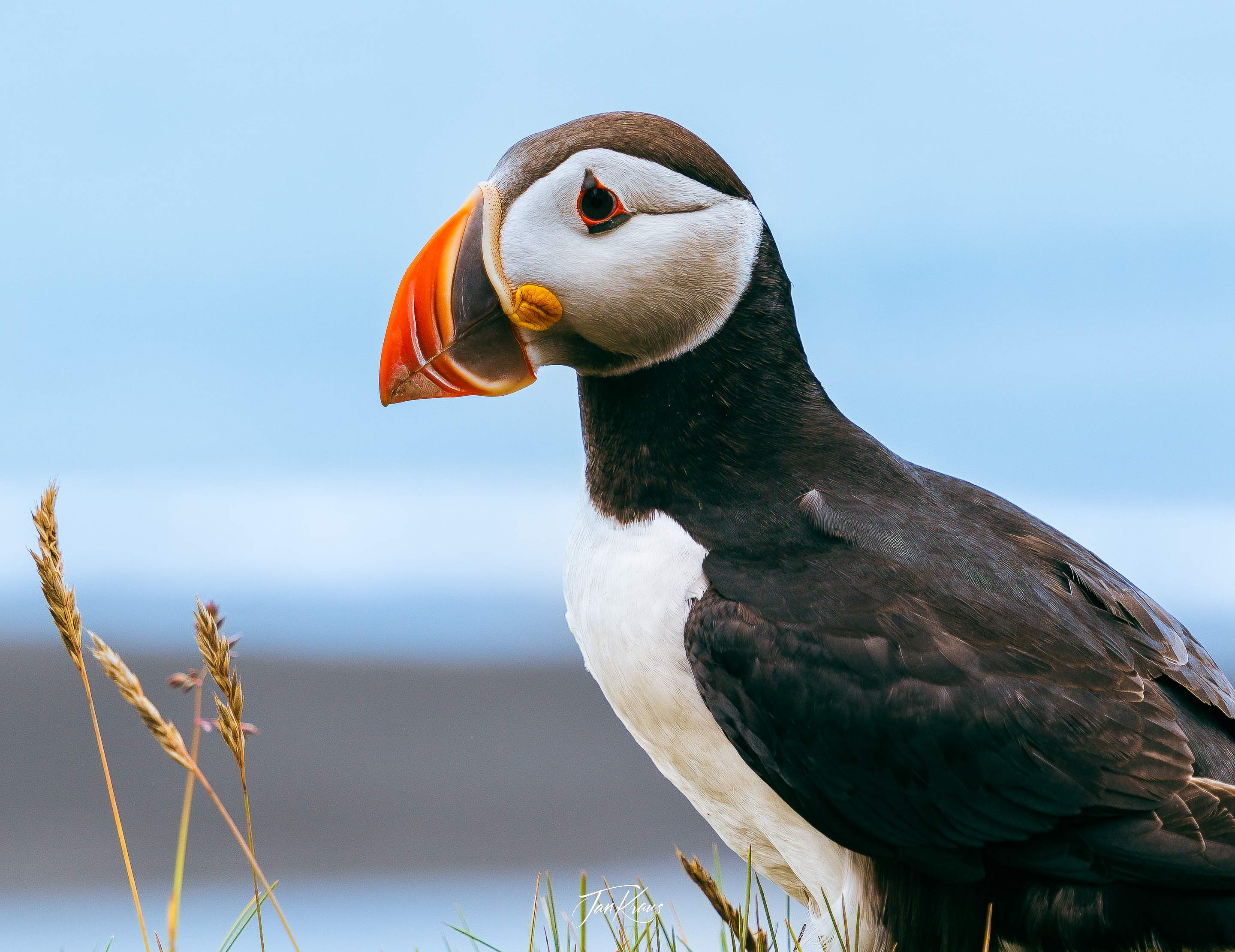 A close-up look at colourful Puffin's beak at Dyrhólaey nature reserve, Iceland