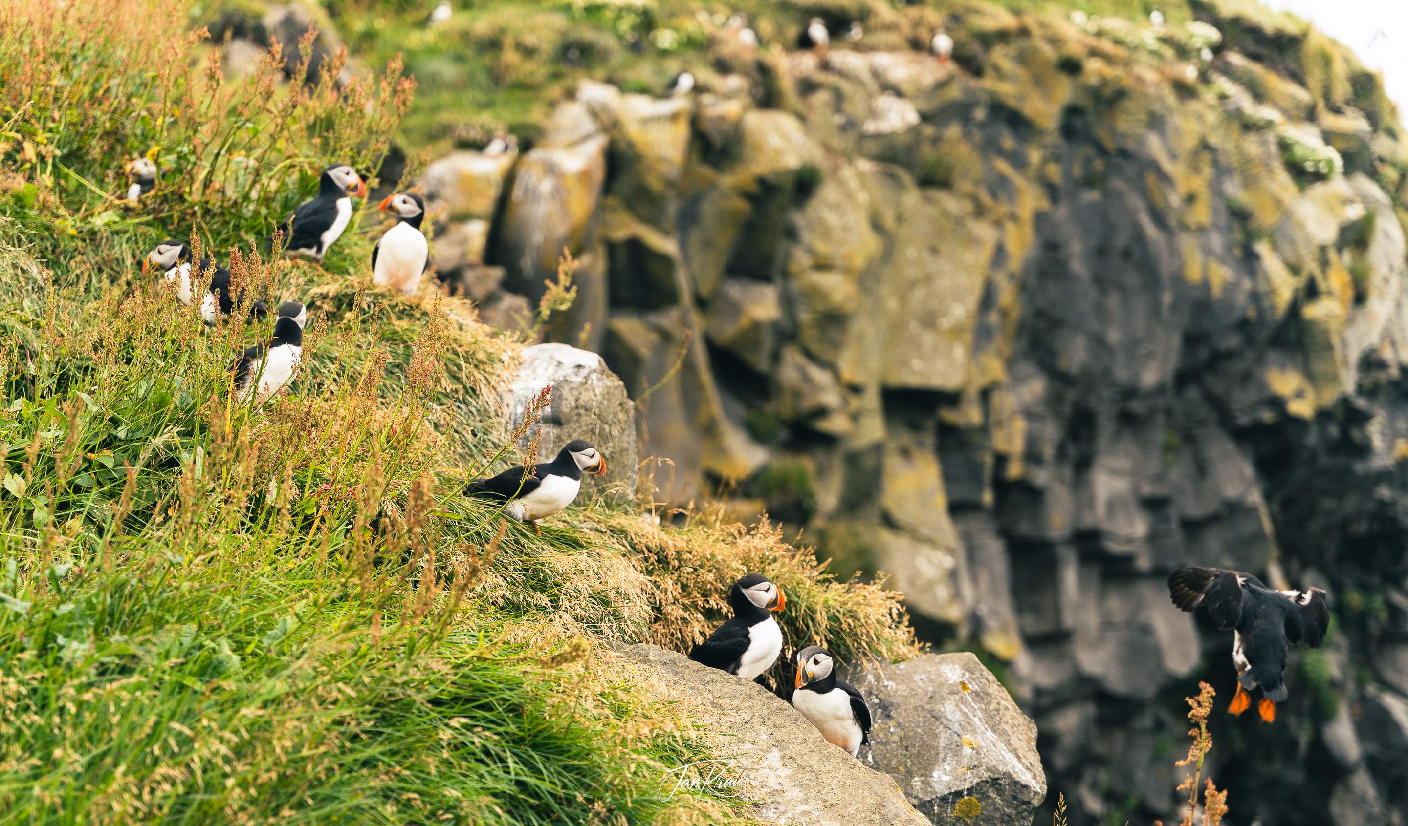 Puffins nesting on steep cliffs at Dyrhólaey nature reserve, Iceland